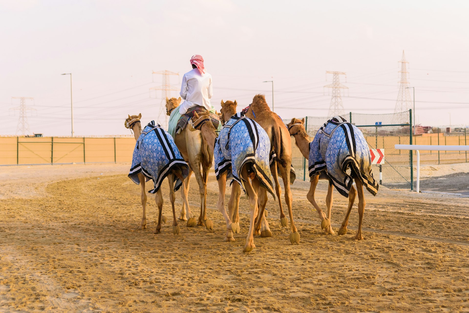 Camel rider with a flock of camels after a camel race in Al Wathba near Abu Dhabi.