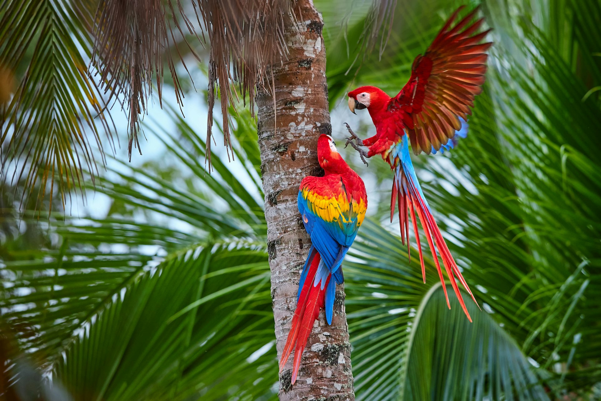 Two scarlet macaw parrots on a tree in dense jungle