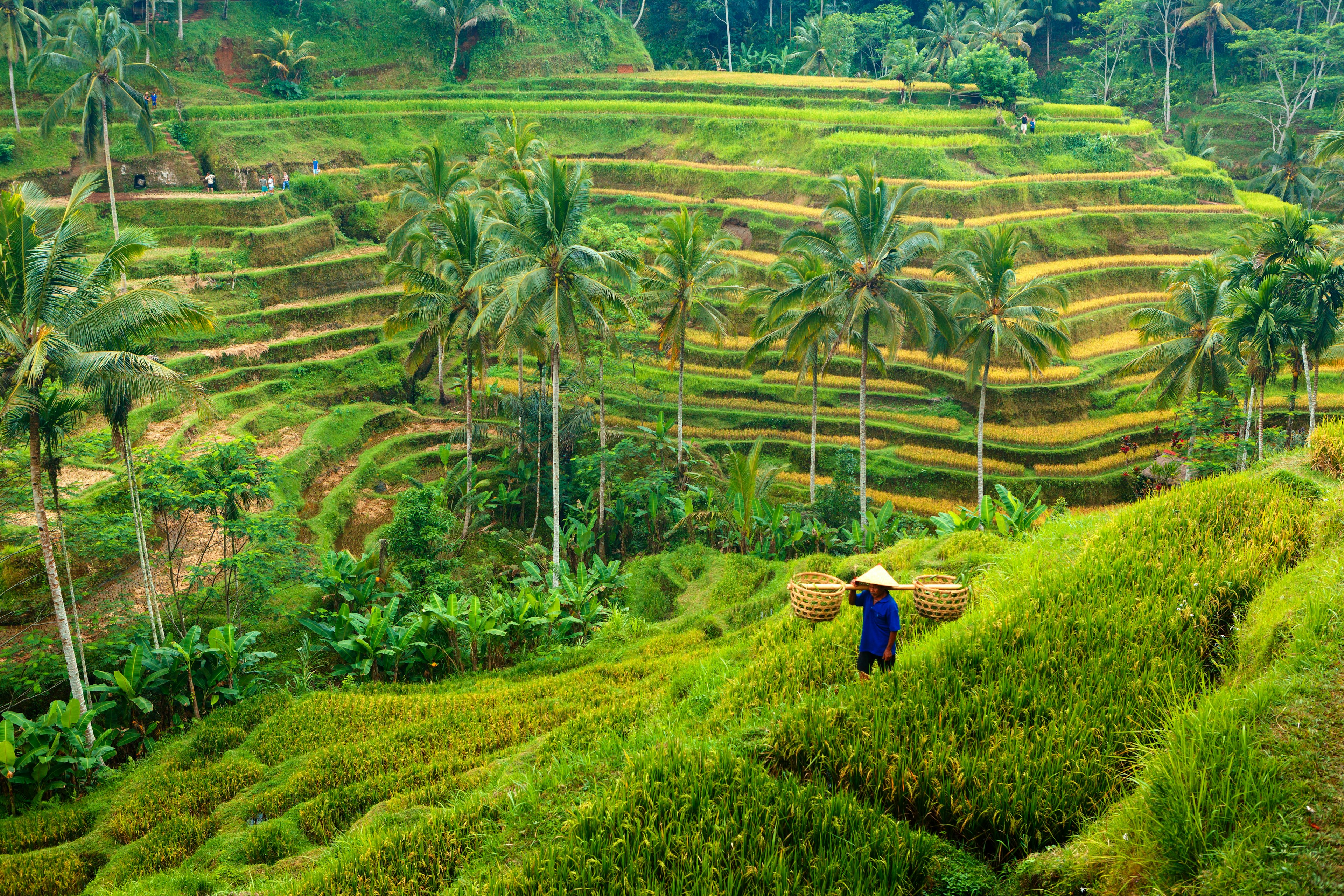 A farmer in a terraced field