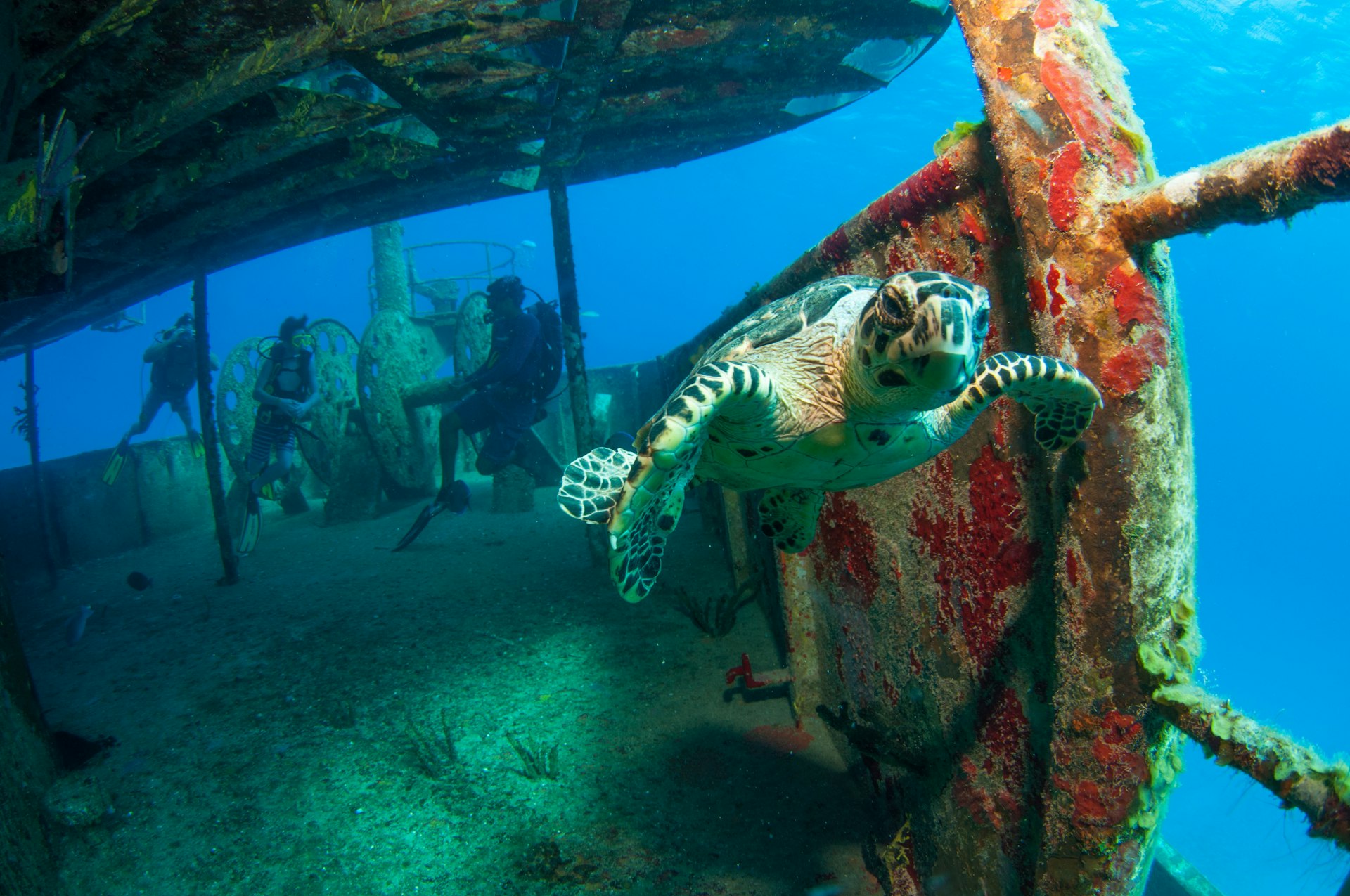 A sea turtle swimming through a shipwreck where two divers are exploring