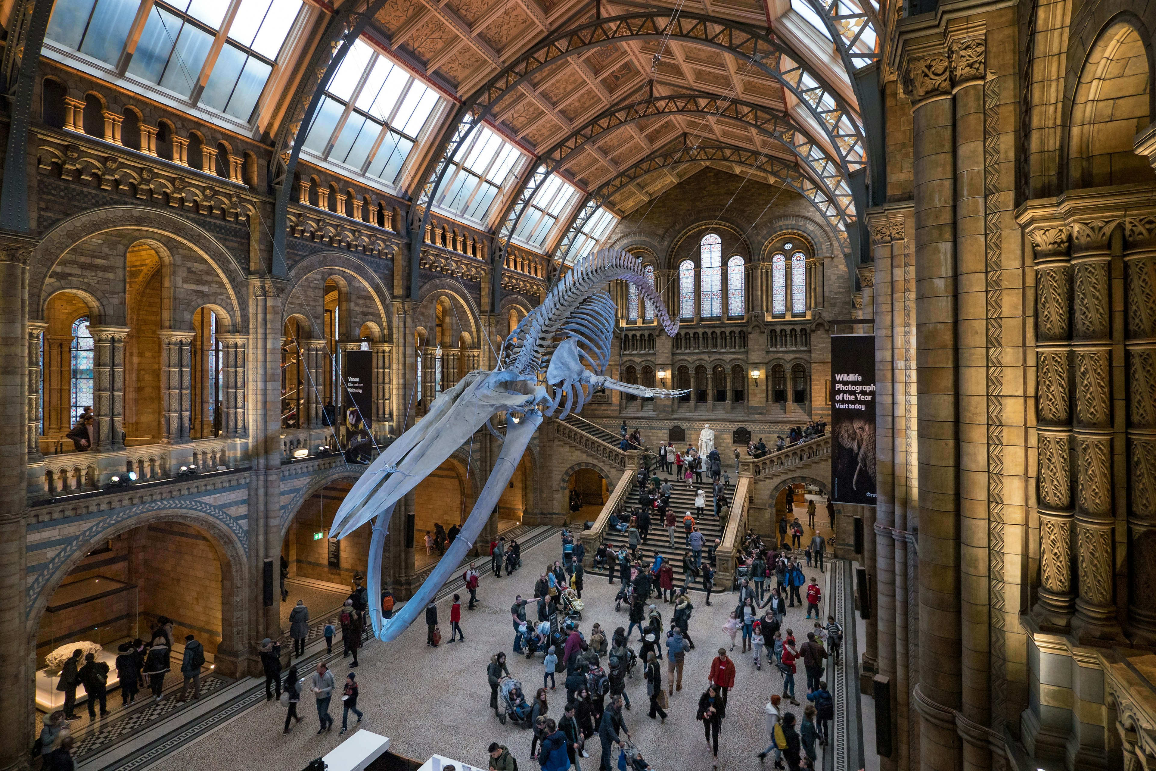 People walk below a blue whale skeleton that is suspended from the ceiling in a museum