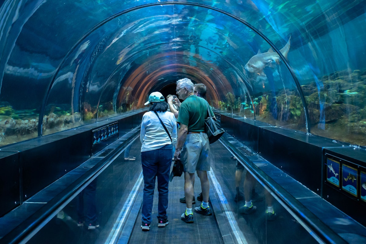 Orlando, Florida. November 06, 2019. People enjoying Shark encounter tunnel at Seaworld 1; Shutterstock ID 1558738823; full: 65050; gl: Online editorial; netsuite: POI updates; your: Ann Douglas Lott
1558738823