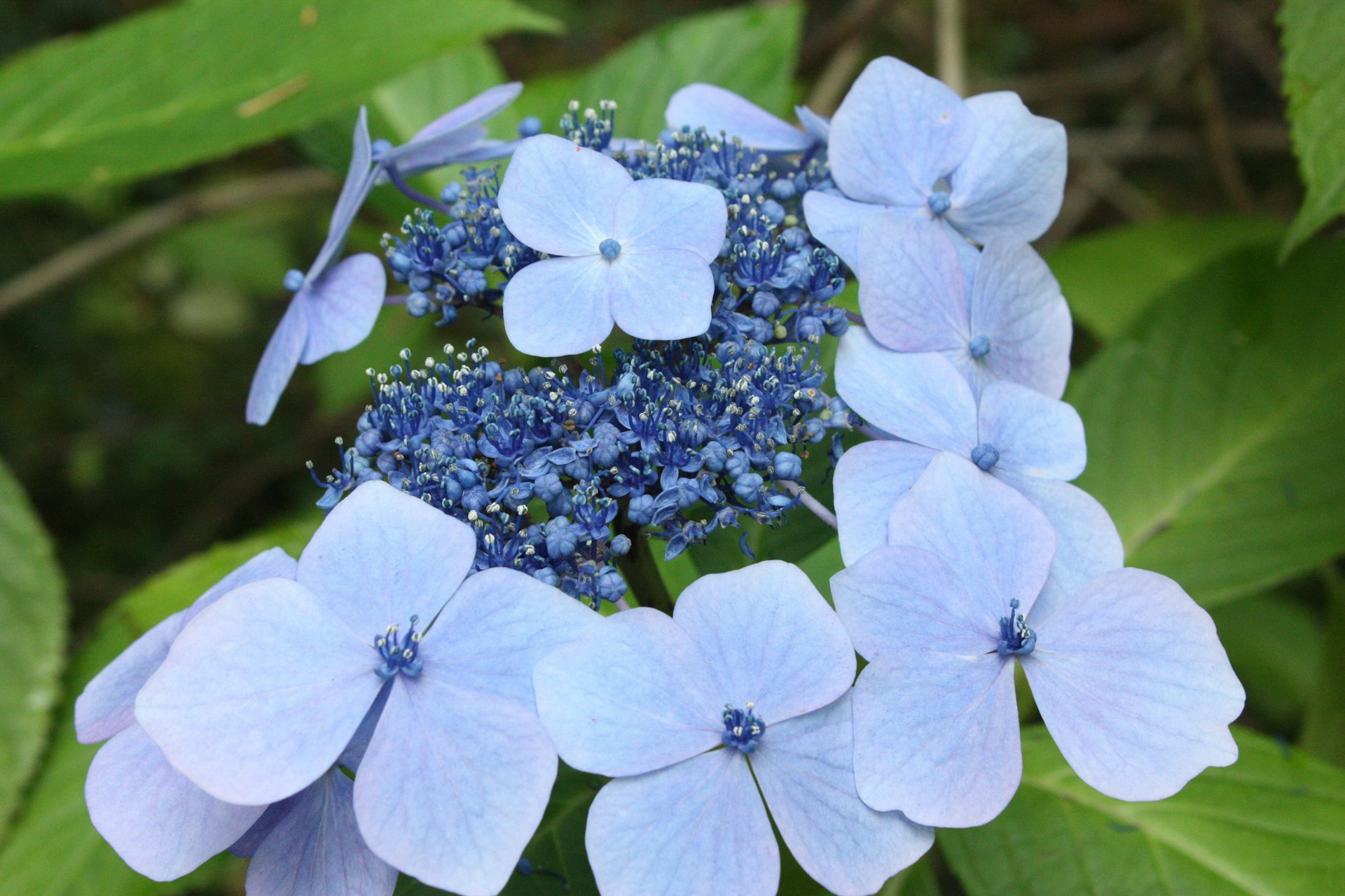 A close-up view of intricate blue hydrangea blooms. The flowers consist of tiny, fertile petals in the center with large, sterile petals surrounding them. The petals have a soft blue hue, with subtle variations in color intensity, nestled among lush green leaves in their natural garden habitat