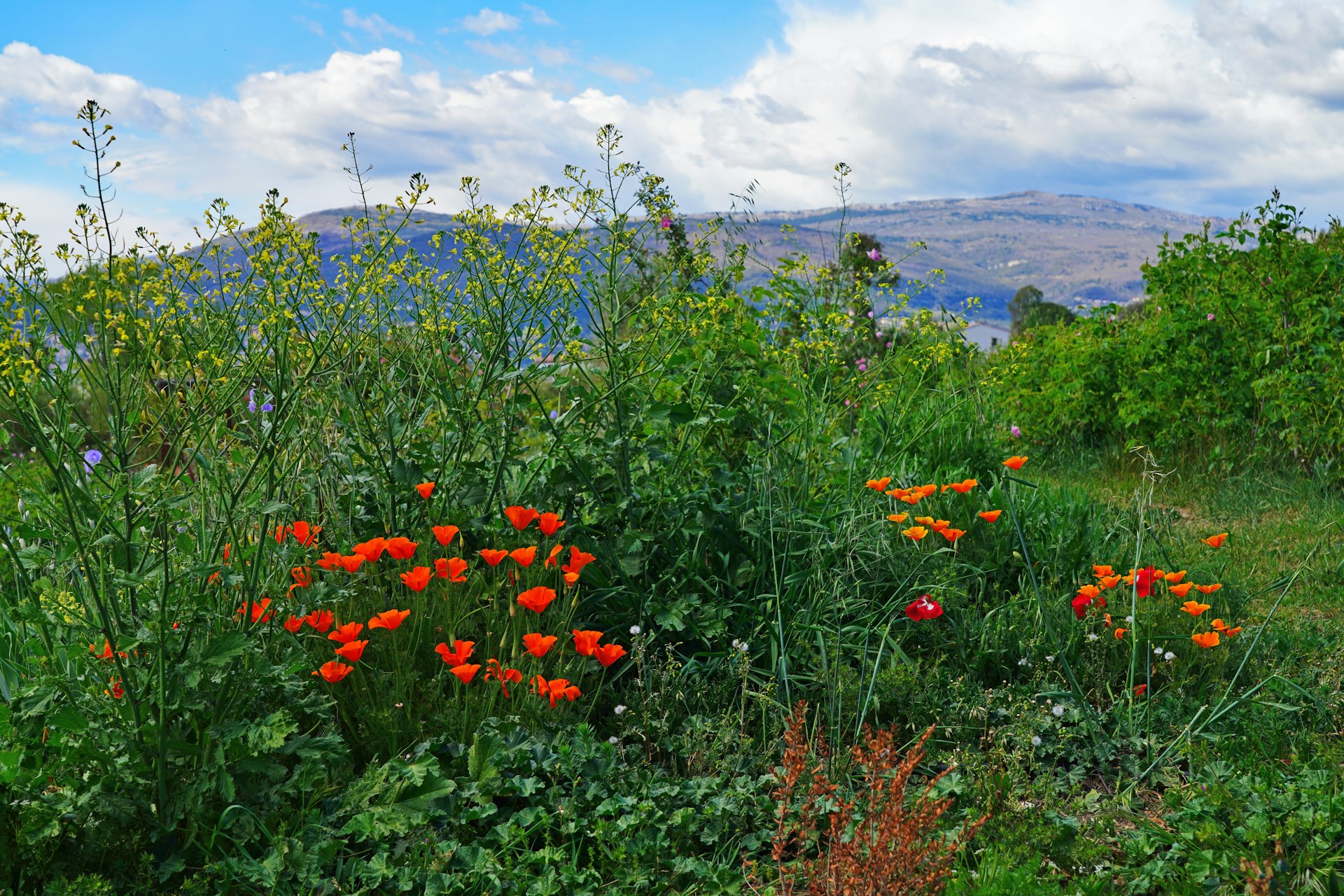 A vivid field of wildflowers with bright orange poppies standing out against the greenery. The scene is set in a rural area with undulating hills in the distance and a dynamic sky above, suggesting the diverse flora of a temperate climate and the beauty of a natural, uncultivated landscape.