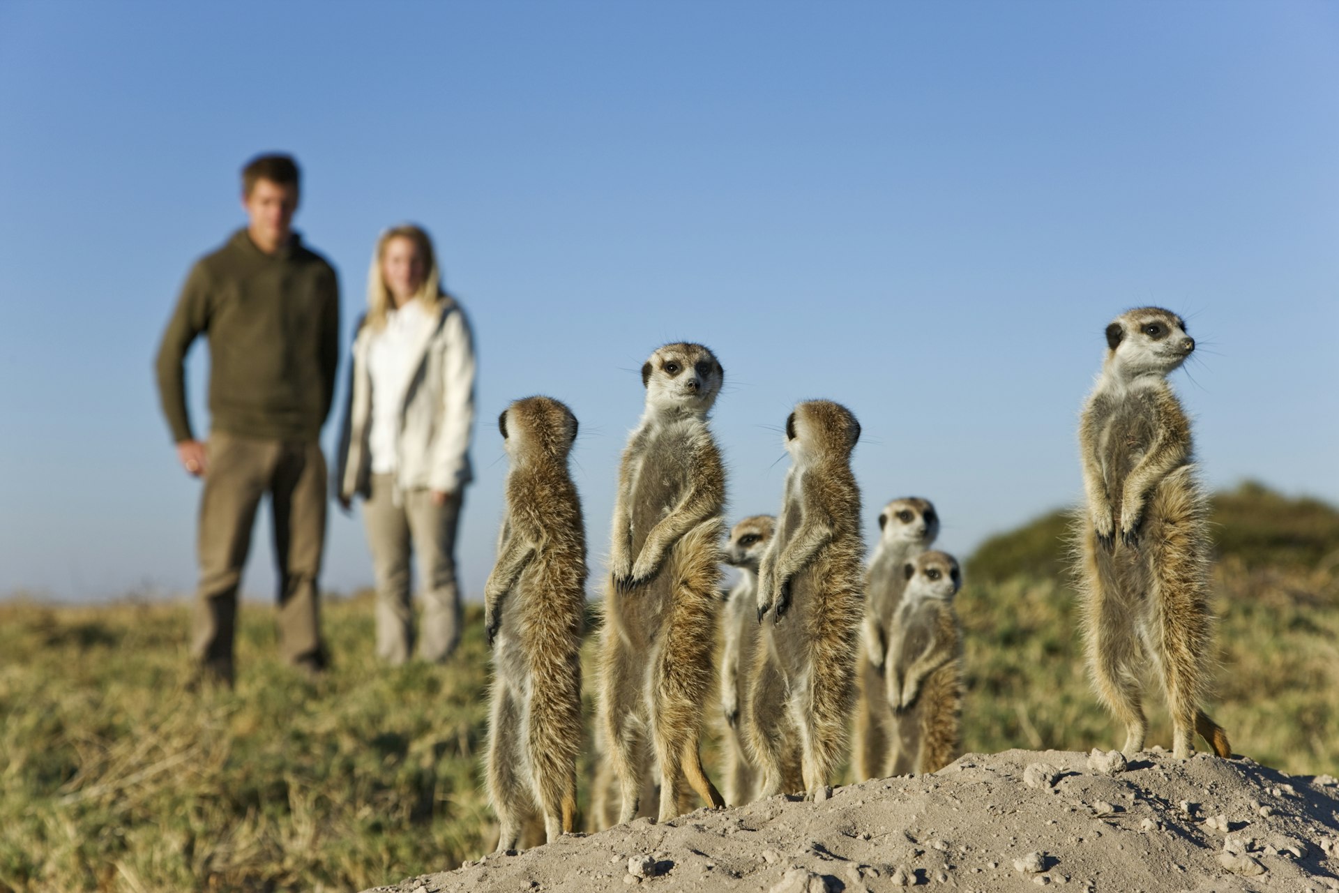 Meerkats stand to attention as humans walk by