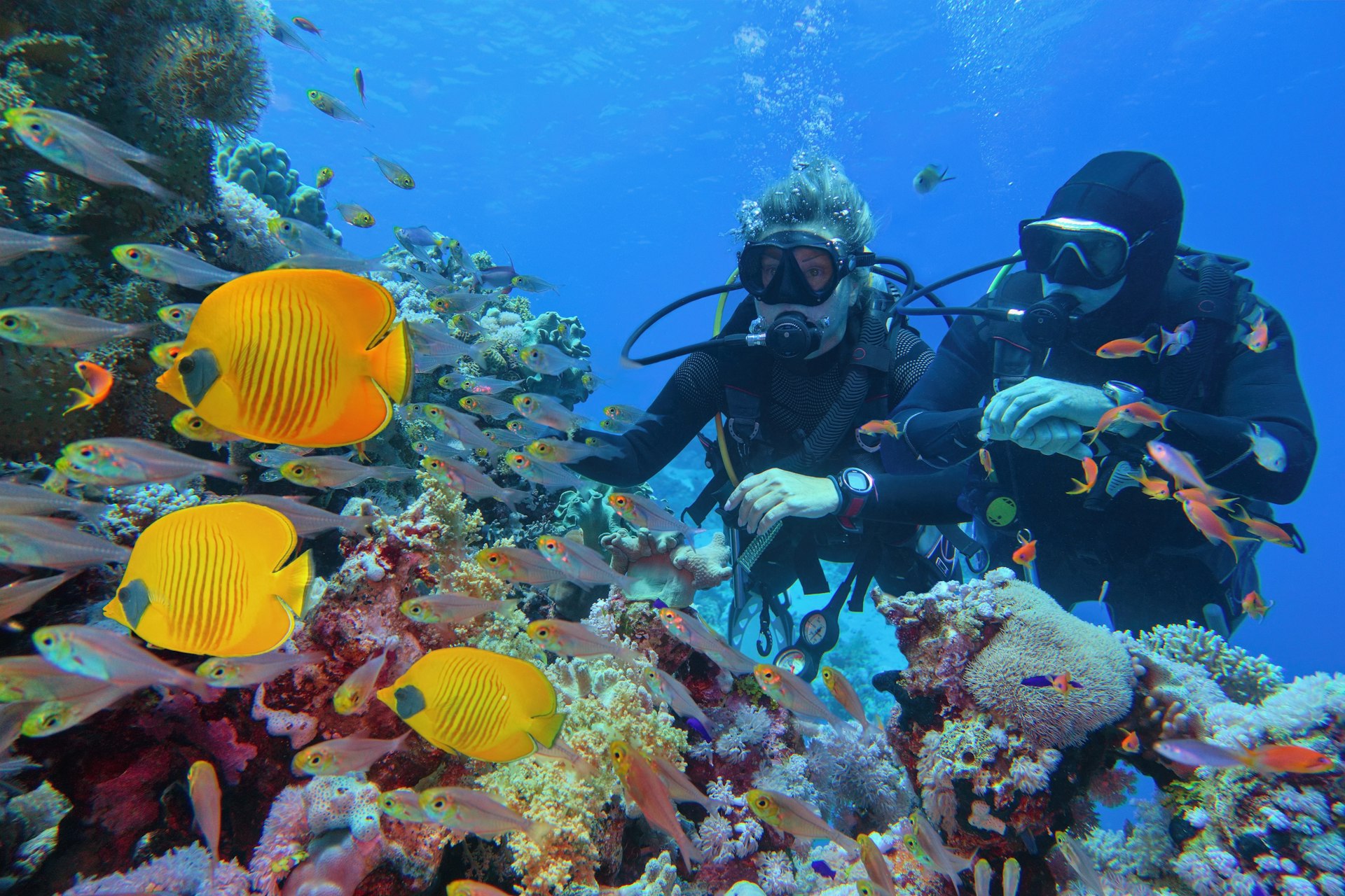 Scuba divers on a reef at Marsa Alam with yellow butterfly fish