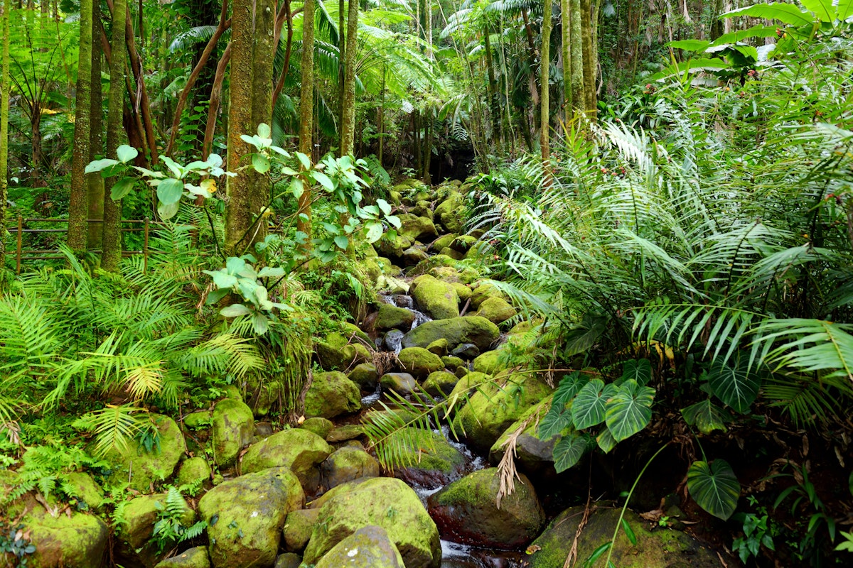 Lush tropical vegetation of the Hawaii Tropical Botanical Garden of Big Island of Hawaii, USA
1034528692
hawaii tropical botanical garden