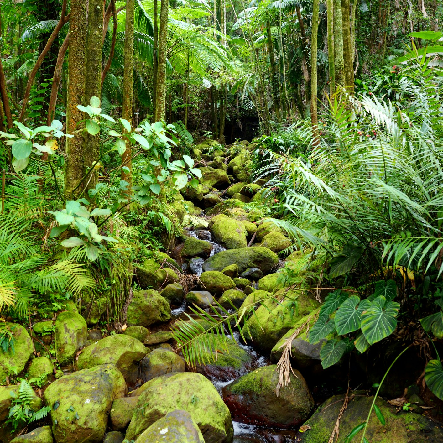 Lush tropical vegetation of the Hawaii Tropical Botanical Garden of Big Island of Hawaii, USA
1034528692
hawaii tropical botanical garden