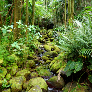Lush tropical vegetation of the Hawaii Tropical Botanical Garden of Big Island of Hawaii, USA
1034528692
hawaii tropical botanical garden