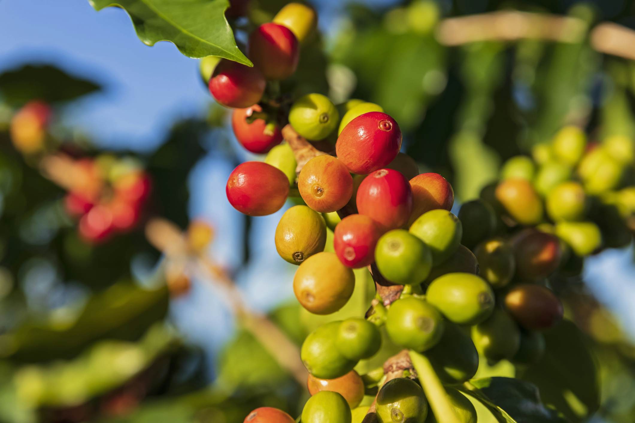 Coffee berries, close-up
1150294125
coffee, coffee bean, coffee plantation, cultivation, green, hawaii