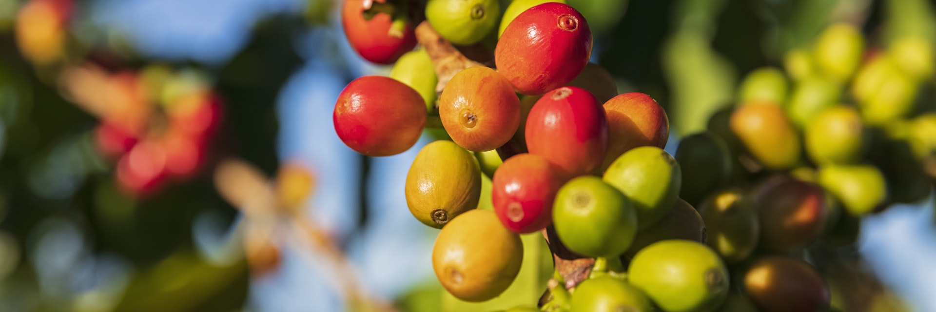 Coffee berries, close-up
1150294125
coffee, coffee bean, coffee plantation, cultivation, green, hawaii