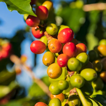 Coffee berries, close-up
1150294125
coffee, coffee bean, coffee plantation, cultivation, green, hawaii