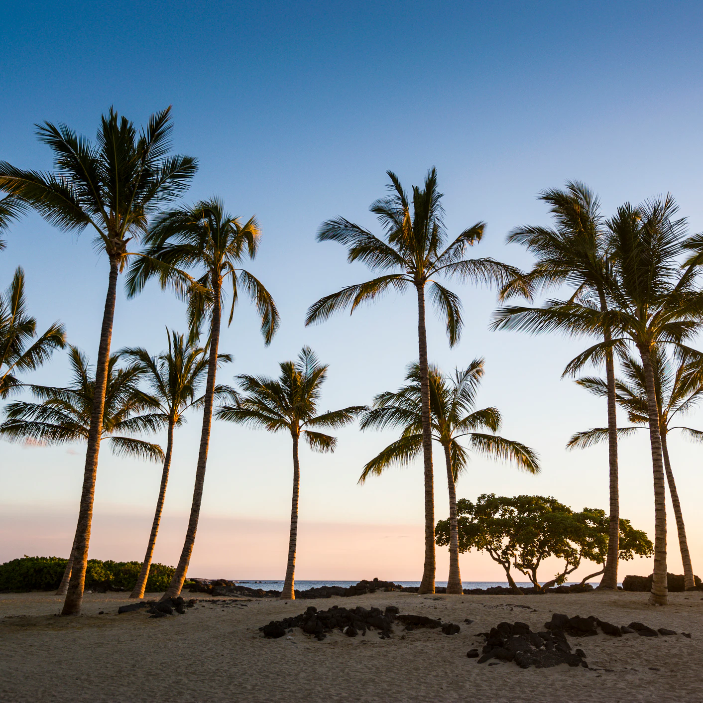 USA, Hawaii, Big Island, palm grove at sunset at the beach of Kikaua Point Park
1157181392
beach park, dream island, evening, evening mood, evening sun, hawaii, kikaua point park, palm, palm grove, tropical, wanderlust