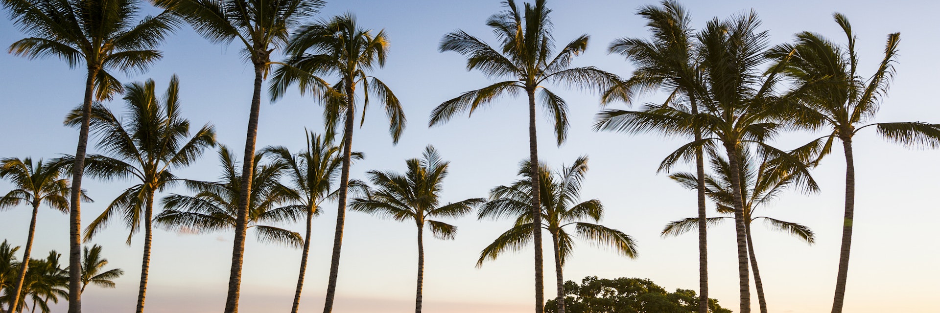 USA, Hawaii, Big Island, palm grove at sunset at the beach of Kikaua Point Park
1157181392
beach park, dream island, evening, evening mood, evening sun, hawaii, kikaua point park, palm, palm grove, tropical, wanderlust