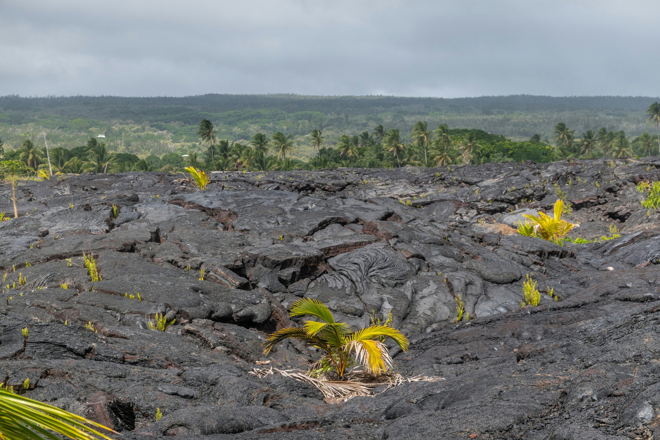 Kaimu Beach, Hawaii, USA. - January 14, 2020: Hardened black Lava field off Kilauea volcano eruption of 1990 with saved green forest on horizon under gray rainy cloudscape. Some green vegetation on lava.
1203590879
hawaii, kaimu, kilauea, eruption, palm, vegetation