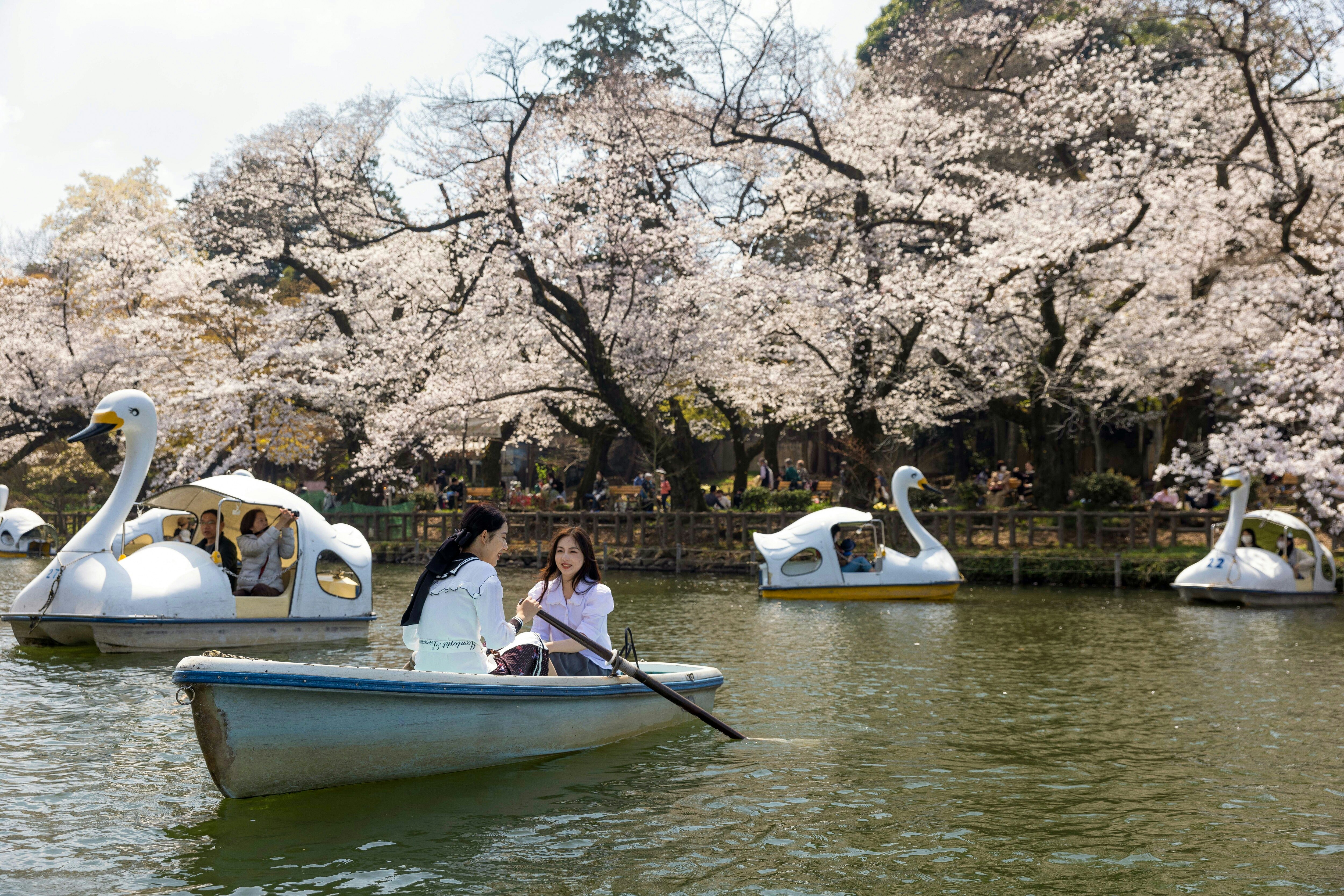 TOKYO, JAPAN - 2023/03/22: Visitors of Tokyo's Inokashira Park enjoy the blooming Sakura trees on a rowing boat. The traditional Cherry tree blooming season reaches its peak on March 23rd this year. For the first time after the Covid-19 pandemic, picnics are allowed in public parks where people can enjoy themselves together in large crowds. (Photo by Stanislav Kogiku/SOPA Images/LightRocket via Getty Images)
1249128020
visitors, tokyo's inokashira park, blooming, sakura tree, rowing boat, bloom, traditional, cherry tree blooming season, cherry blossom. spring, blooming season