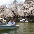 TOKYO, JAPAN - 2023/03/22: Visitors of Tokyo's Inokashira Park enjoy the blooming Sakura trees on a rowing boat. The traditional Cherry tree blooming season reaches its peak on March 23rd this year. For the first time after the Covid-19 pandemic, picnics are allowed in public parks where people can enjoy themselves together in large crowds. (Photo by Stanislav Kogiku/SOPA Images/LightRocket via Getty Images)
1249128020
visitors, tokyo's inokashira park, blooming, sakura tree, rowing boat, bloom, traditional, cherry tree blooming season, cherry blossom. spring, blooming season