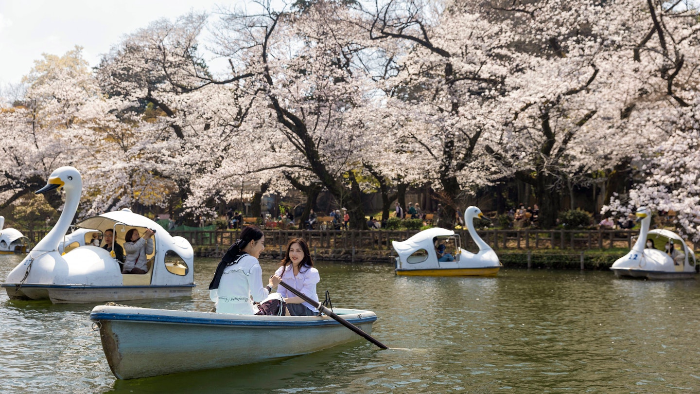 TOKYO, JAPAN - 2023/03/22: Visitors of Tokyo's Inokashira Park enjoy the blooming Sakura trees on a rowing boat. The traditional Cherry tree blooming season reaches its peak on March 23rd this year. For the first time after the Covid-19 pandemic, picnics are allowed in public parks where people can enjoy themselves together in large crowds. (Photo by Stanislav Kogiku/SOPA Images/LightRocket via Getty Images)
1249128020
visitors, tokyo's inokashira park, blooming, sakura tree, rowing boat, bloom, traditional, cherry tree blooming season, cherry blossom. spring, blooming season