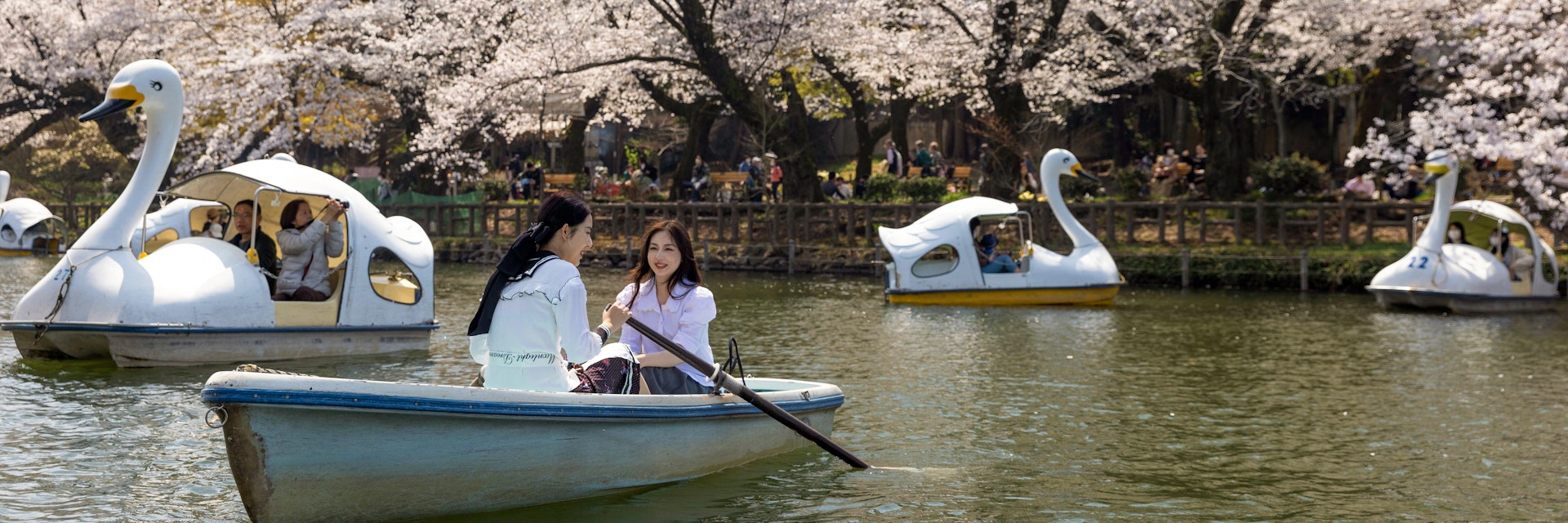 TOKYO, JAPAN - 2023/03/22: Visitors of Tokyo's Inokashira Park enjoy the blooming Sakura trees on a rowing boat. The traditional Cherry tree blooming season reaches its peak on March 23rd this year. For the first time after the Covid-19 pandemic, picnics are allowed in public parks where people can enjoy themselves together in large crowds. (Photo by Stanislav Kogiku/SOPA Images/LightRocket via Getty Images)
1249128020
visitors, tokyo's inokashira park, blooming, sakura tree, rowing boat, bloom, traditional, cherry tree blooming season, cherry blossom. spring, blooming season