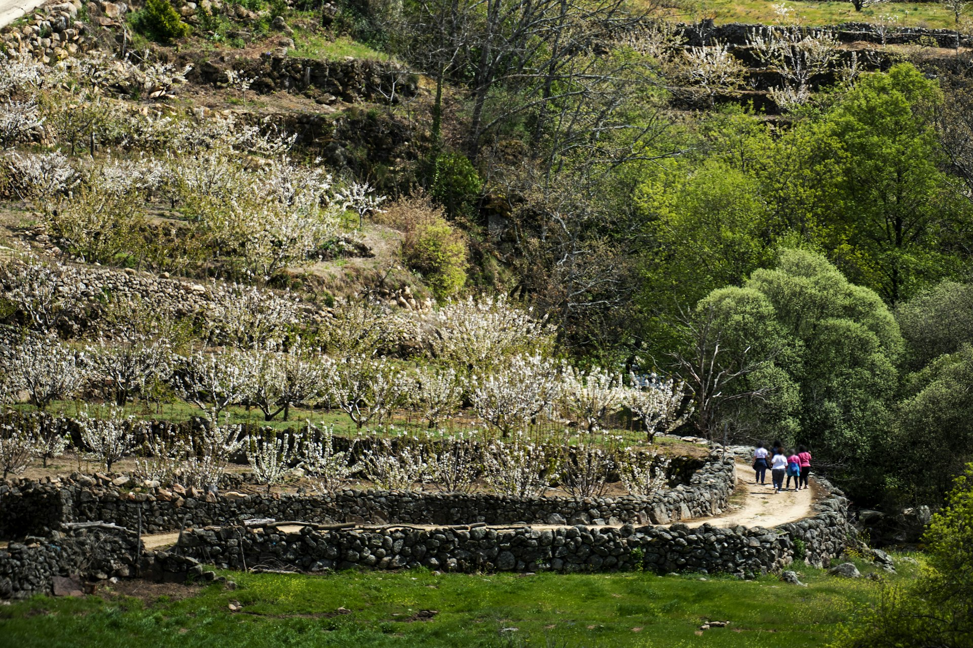 People walking on a path among cherry blossoms in the Jerte Valley, Cáceres, Extremadura, Spain.