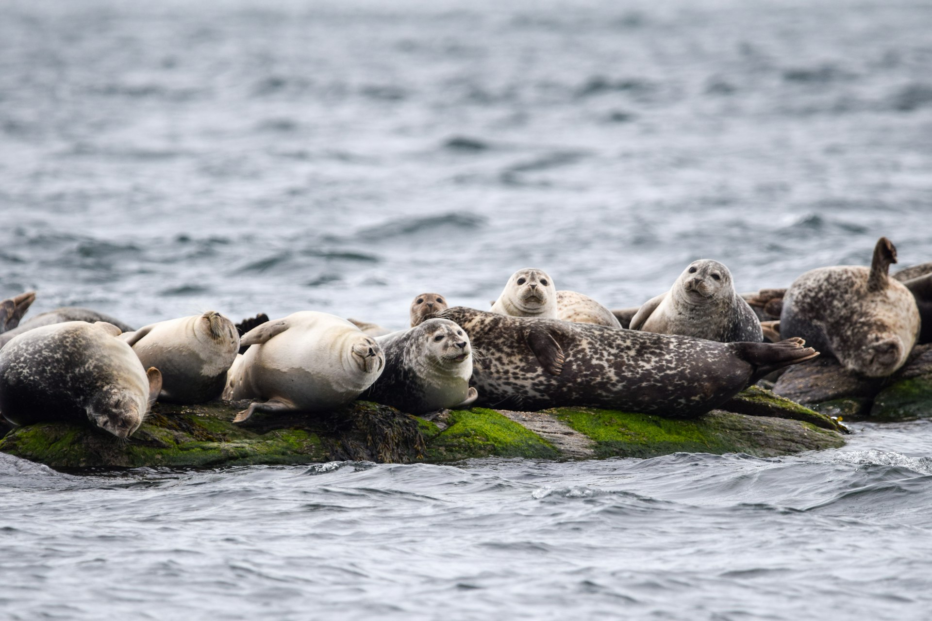 Harbor seals cluster on a rock off Newport, Rhode Island, USA