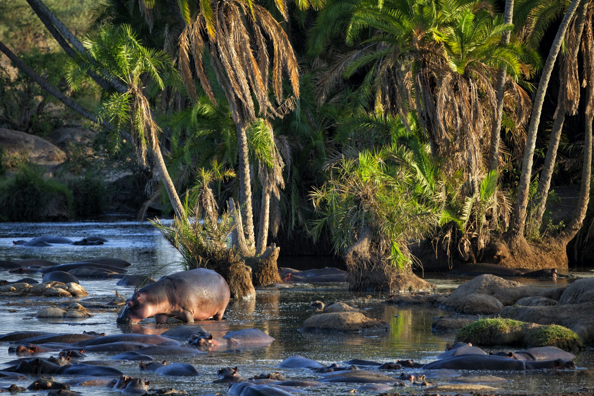 Hipopótamos na área de Seronera do Parque Nacional Serengeti, Tanzânia