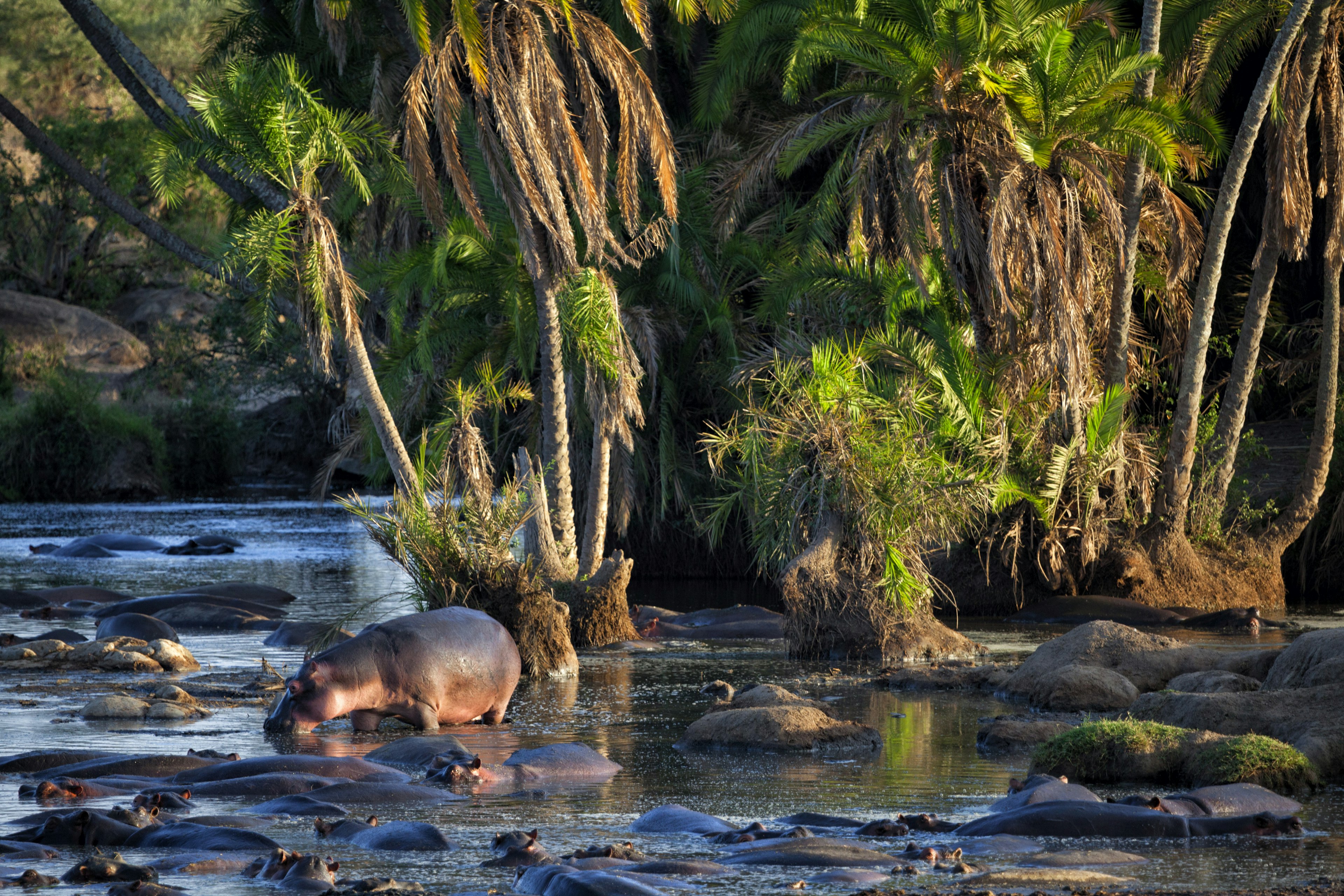 Hippos in the Seronera area of the Serengeti N P, Tanzania