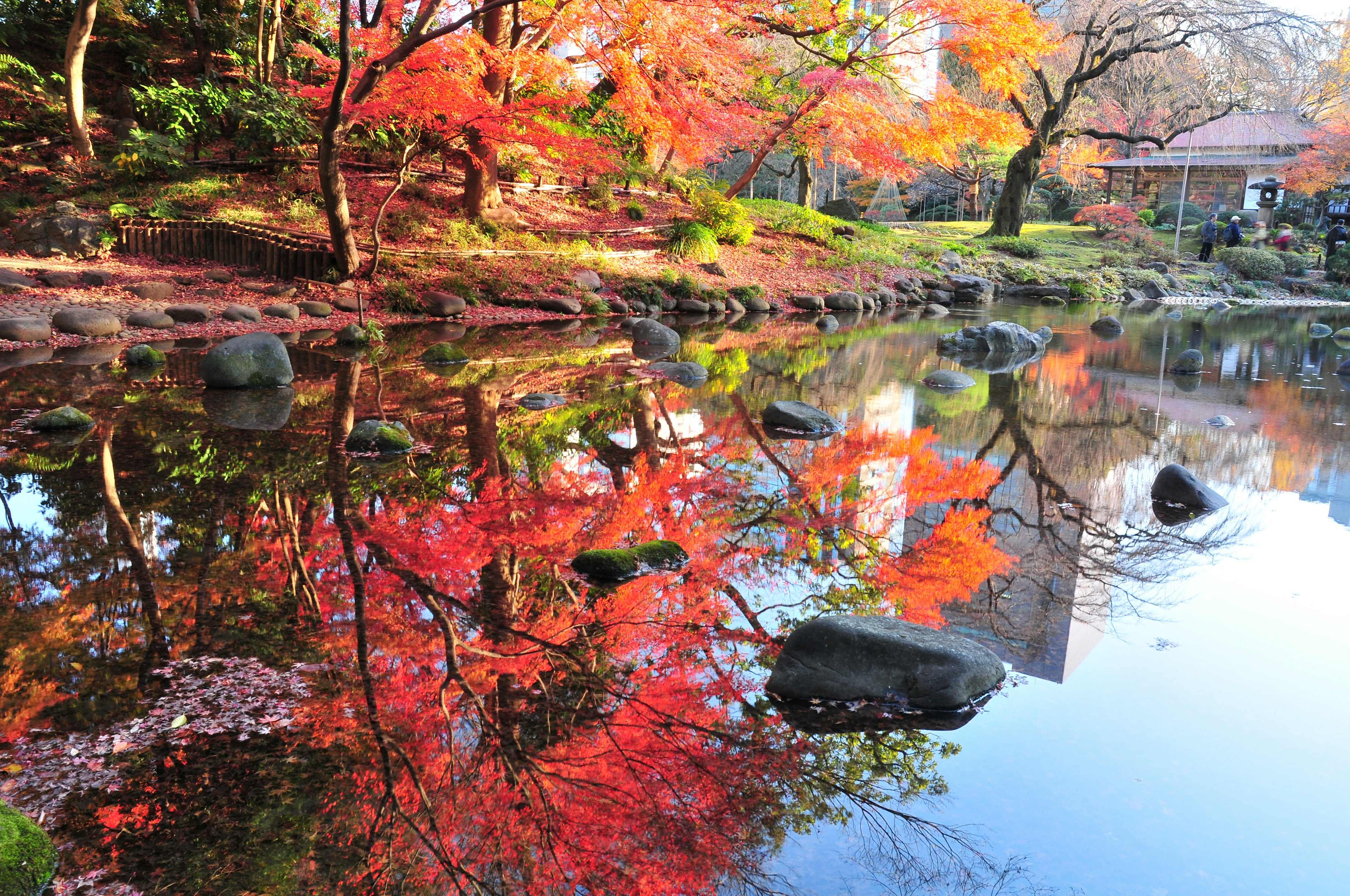 Autumn in Japan is very attractive season for its beautiful colors of Japanese maple, gingko and other trees.