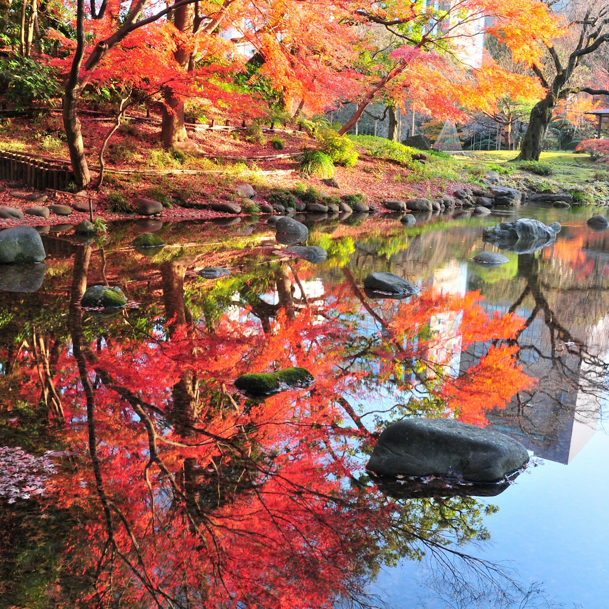 Autumn in Japan is very attractive season for its beautiful colors of Japanese maple, gingko and other trees.