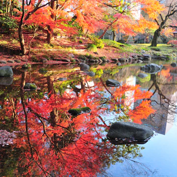 Autumn in Japan is very attractive season for its beautiful colors of Japanese maple, gingko and other trees.