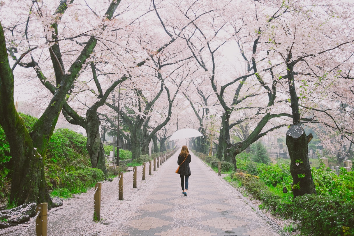 a woman holding an umbrella walking through a row of cherry blossom trees in full bloom
521162530
cherry blossoms - hanami, sakura, aoyama cemetery, tokyo