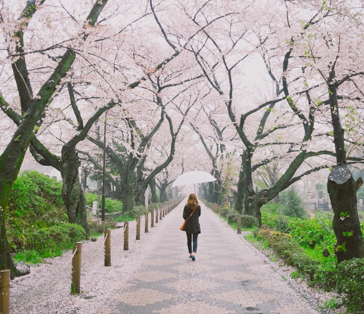 a woman holding an umbrella walking through a row of cherry blossom trees in full bloom
521162530
cherry blossoms - hanami, sakura, aoyama cemetery, tokyo