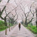 a woman holding an umbrella walking through a row of cherry blossom trees in full bloom
521162530
cherry blossoms - hanami, sakura, aoyama cemetery, tokyo
