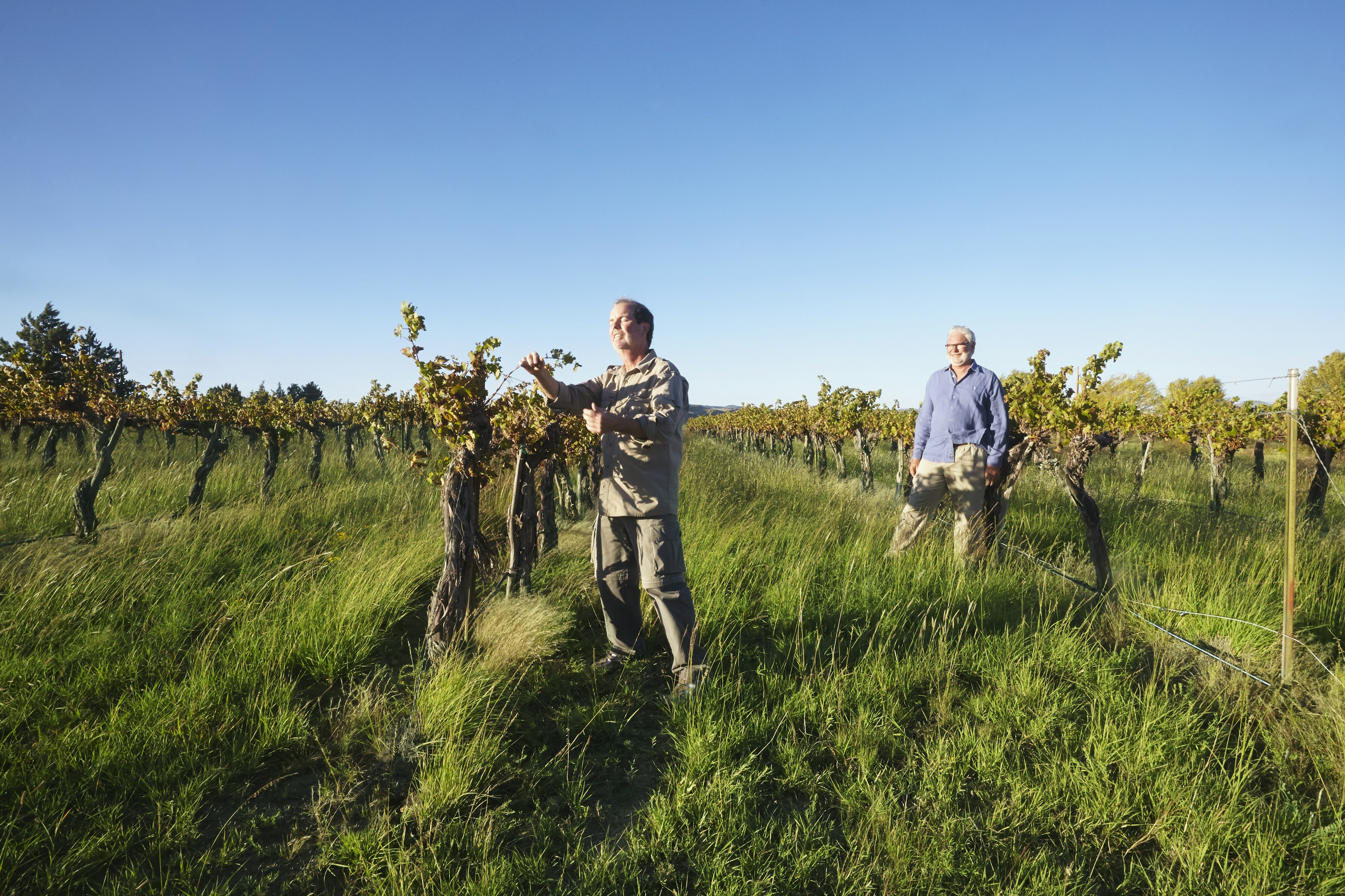 A man looks at grapes in a vineyard in Marfa, Texas, USA