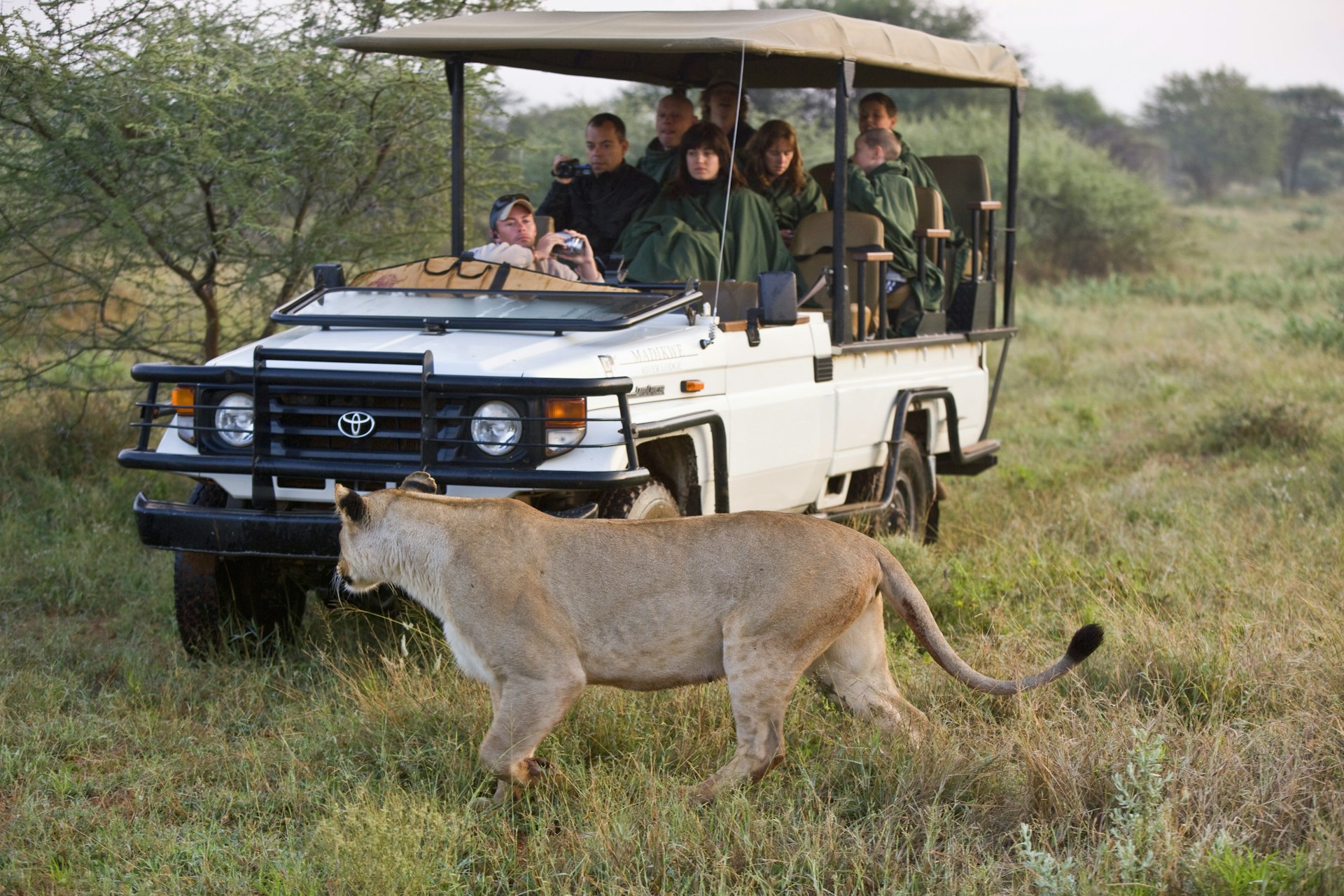 Visitors watch a lion walk in front of their open safari vehicle at Madikwe Game Reserve at the border with Botswana