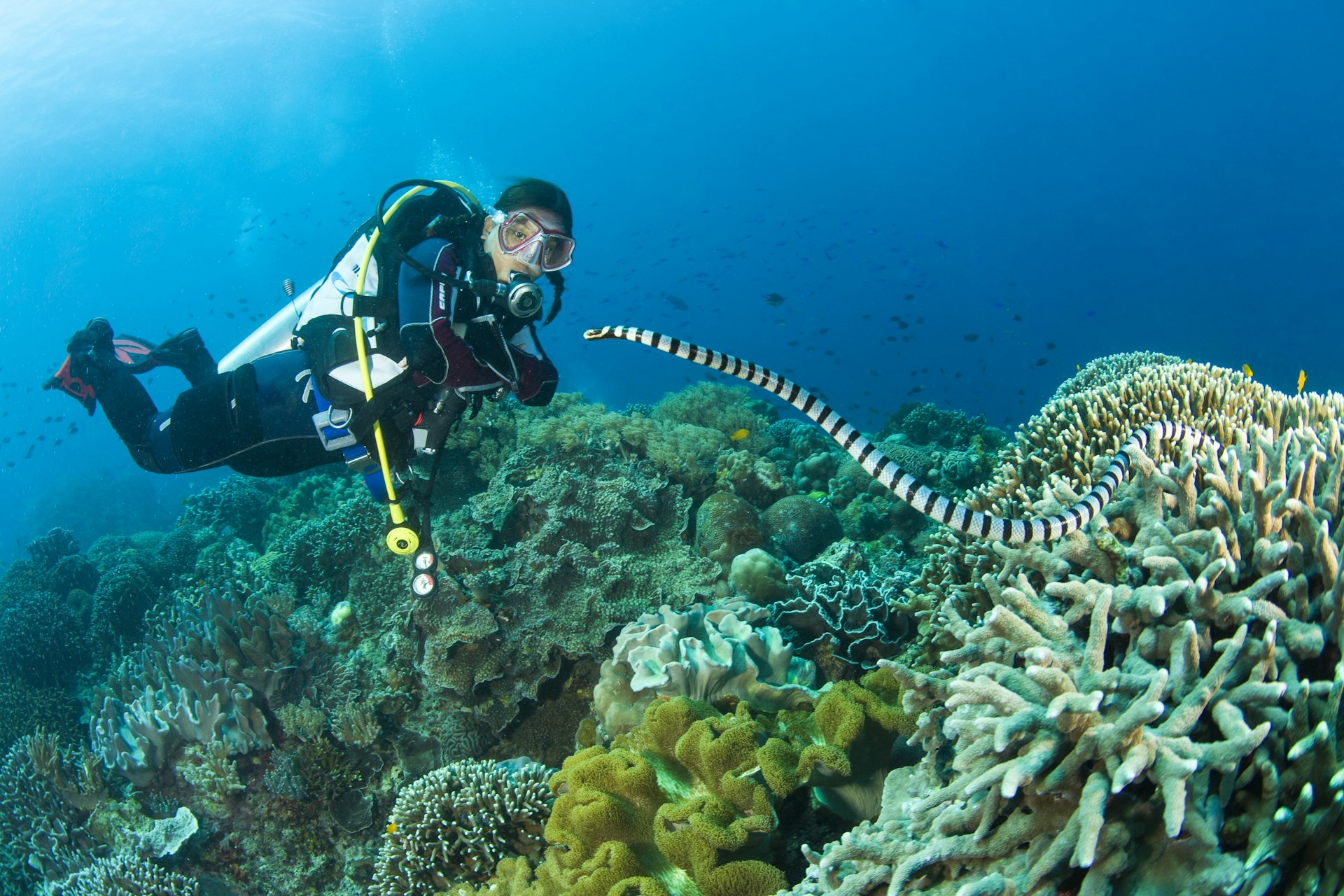 A diver watches a banded sea snake near Apo Island, the Philippines