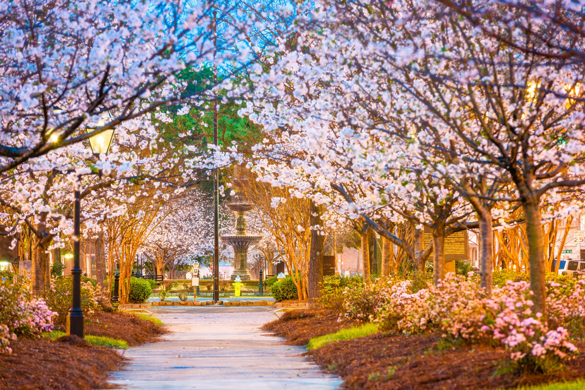 Cherry blossoms in a downtown square in Macon, Georgia, with a monument in the distance 