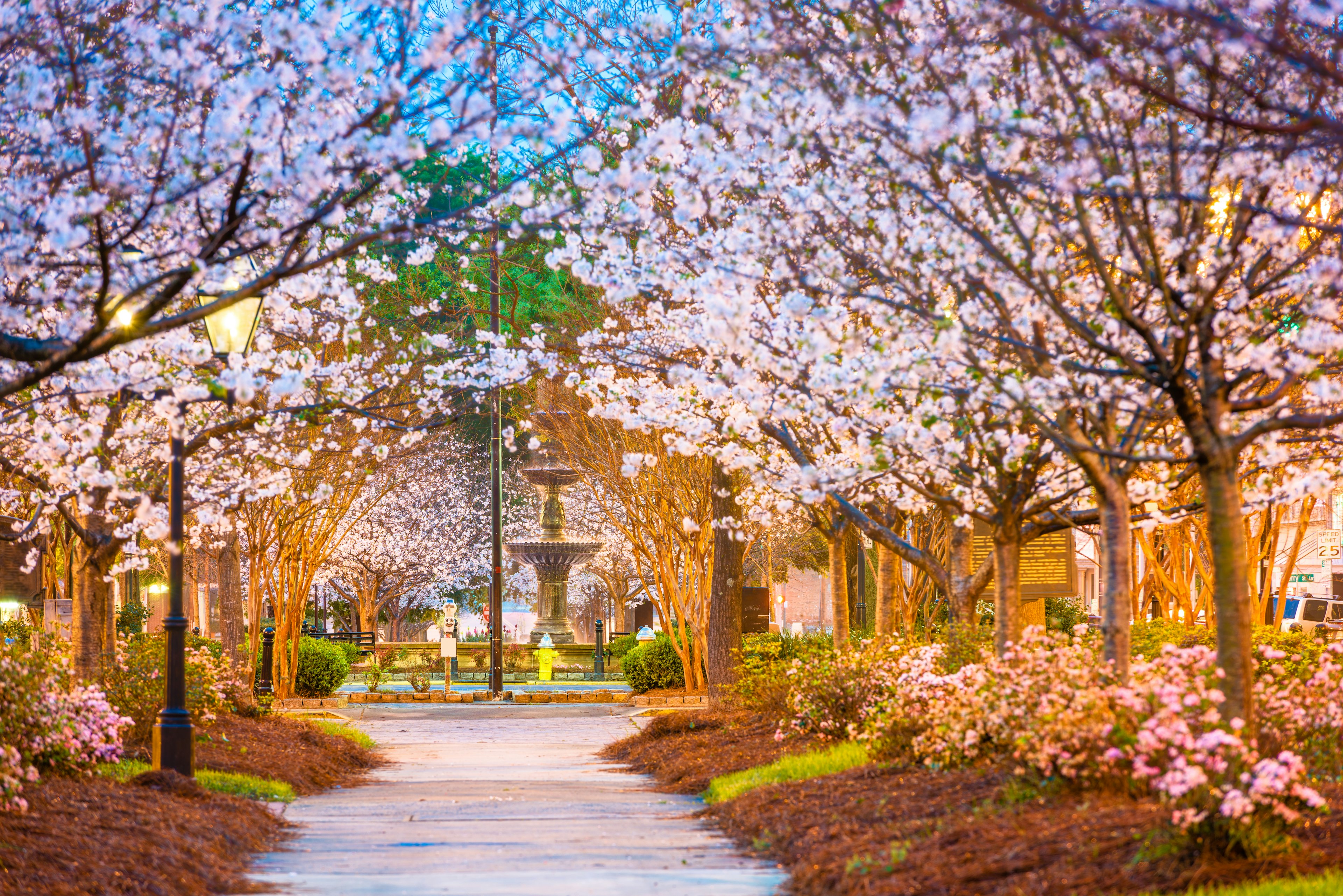 A town square with a central fountain. Paths are lined by cherry trees in full bloom