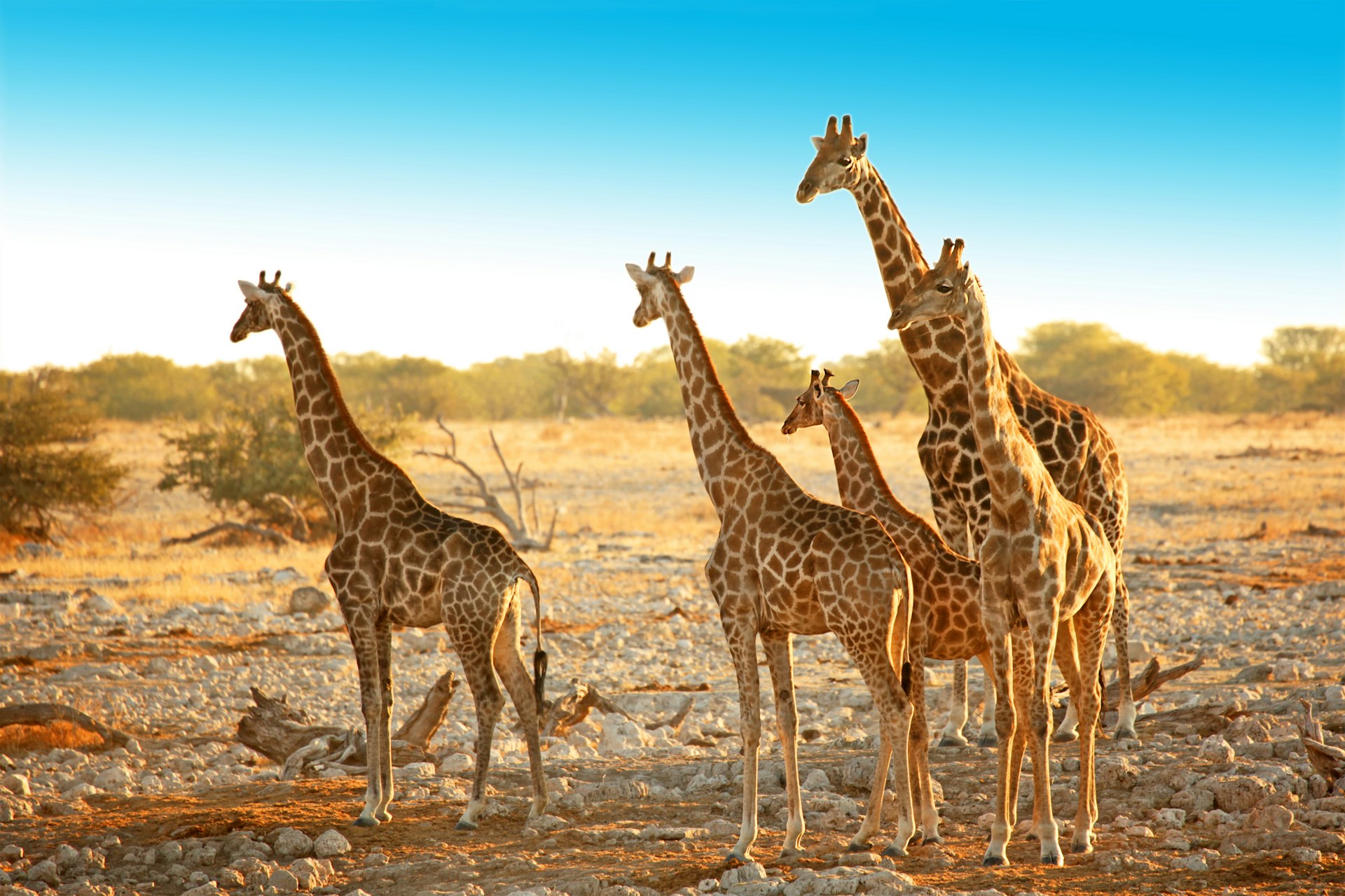 A family of five wild giraffes standing in a dry savannah landscape near Okaukuejo waterhole in Etosha National Park in Namibia, Africa. 