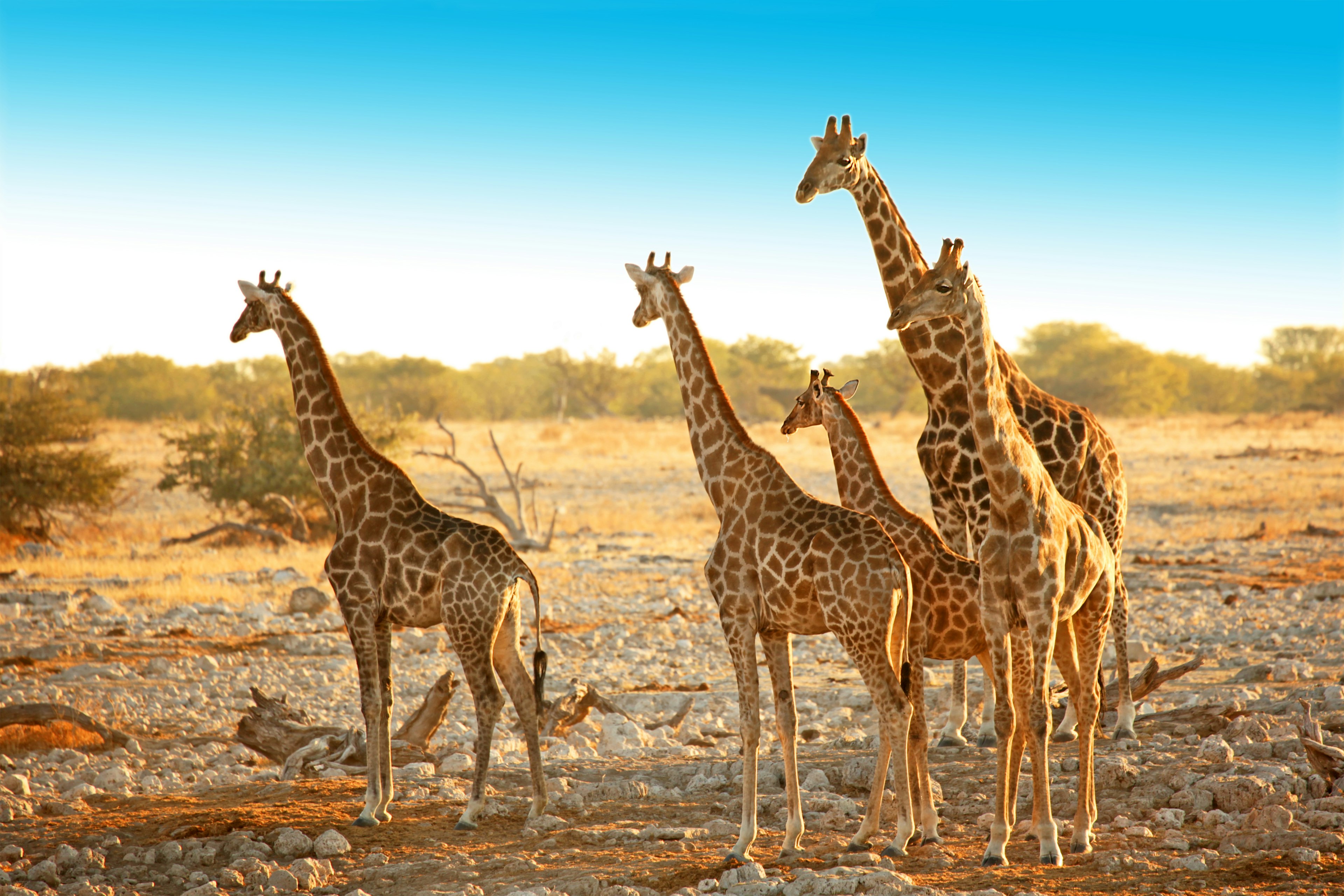 A family of five wild giraffes standing in a dry savannah landscape near Okaukuejo waterhole in Etosha National Park in Namibia, Africa.