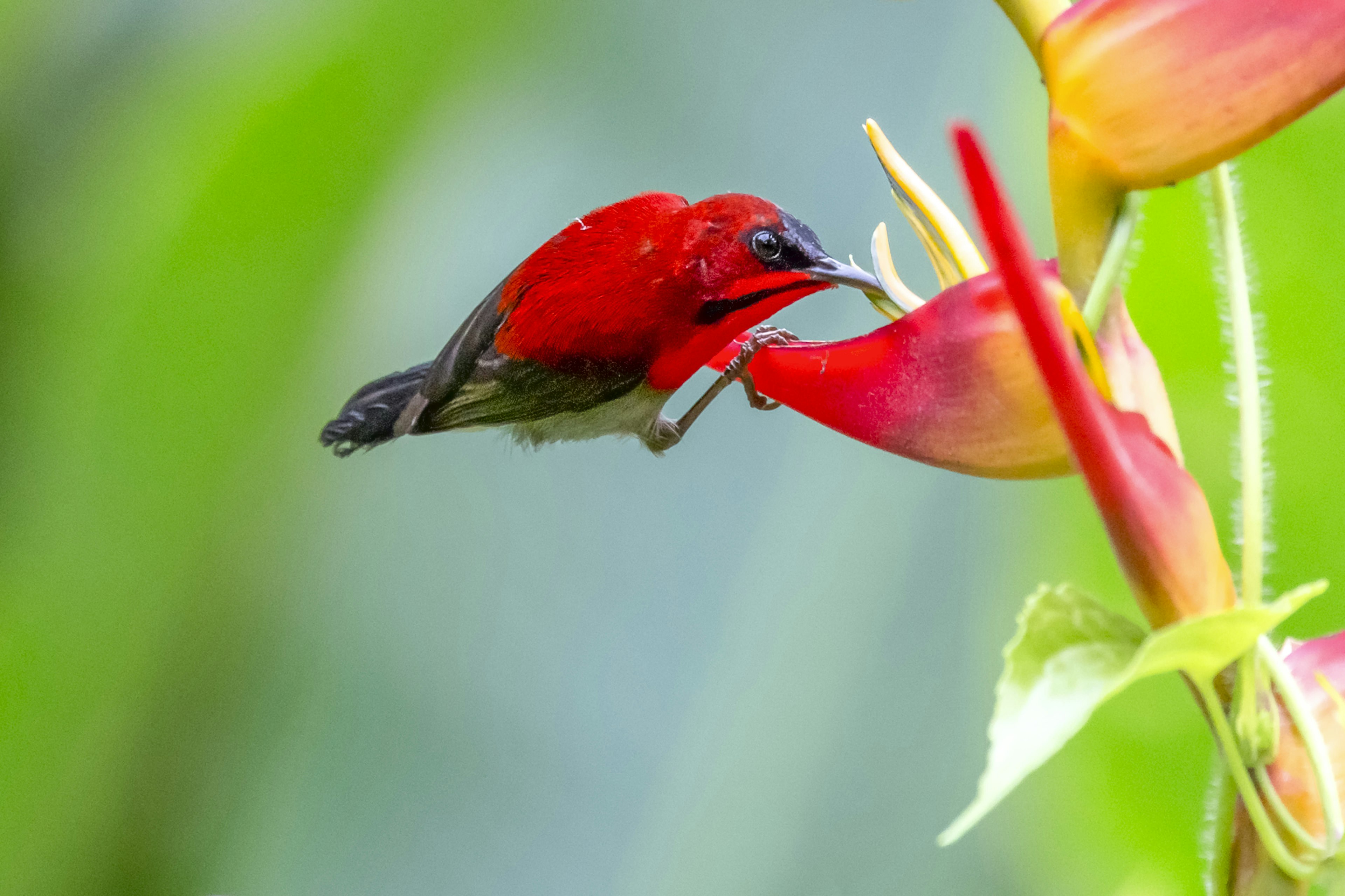 Male Crimson Sunbird (Aethopyga siparaja) perching on Heliconia flower in nature at Singapore