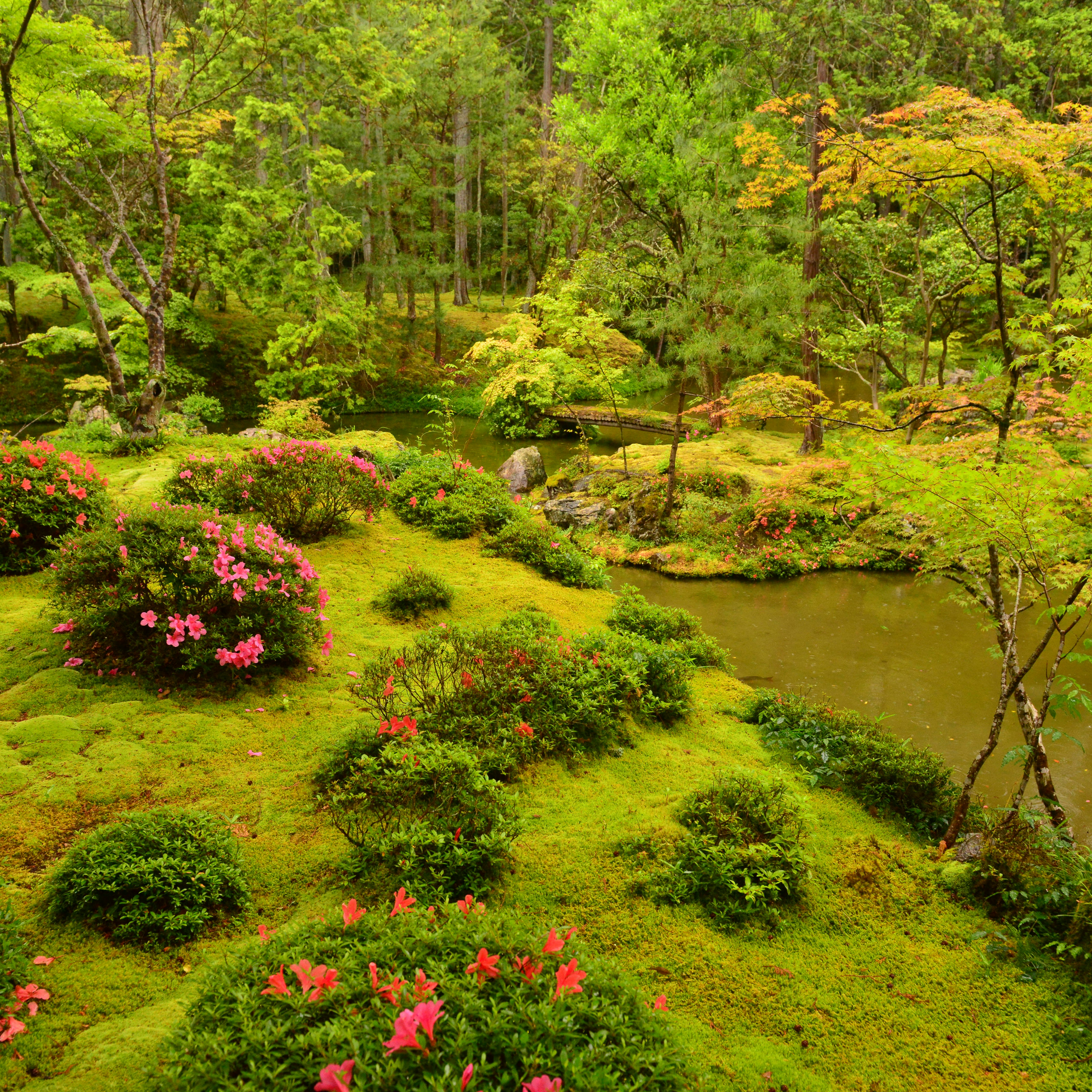 562993703
Travel Destinations, Travel, Horizontal, Outdoors, Japan, East Asia, F
Saiho-ji Temple, which is said to have been established by the monk Gyoki 1300 years ago, was restored and converted into a Zen temple by the monk Muso Soseki in 1339. The precincts are covered by more than 120 types of moss, resembling a beautiful green carpet - thus its other name, Kokedera Temple, which literally means Moss Temple. The garden, designated as a special place of scenic beauty, consists of a lower landscape garden surrounding a pond shaped like the Chinese character kokoro (heart), and an upper dry landscape-style rock garden built by Muso Soseki. This garden has exerted a great deal of influence on later Japanese gardens. The temple is registered as UNESCO World Heritage site as part of Historic Monuments of Ancient Kyoto.