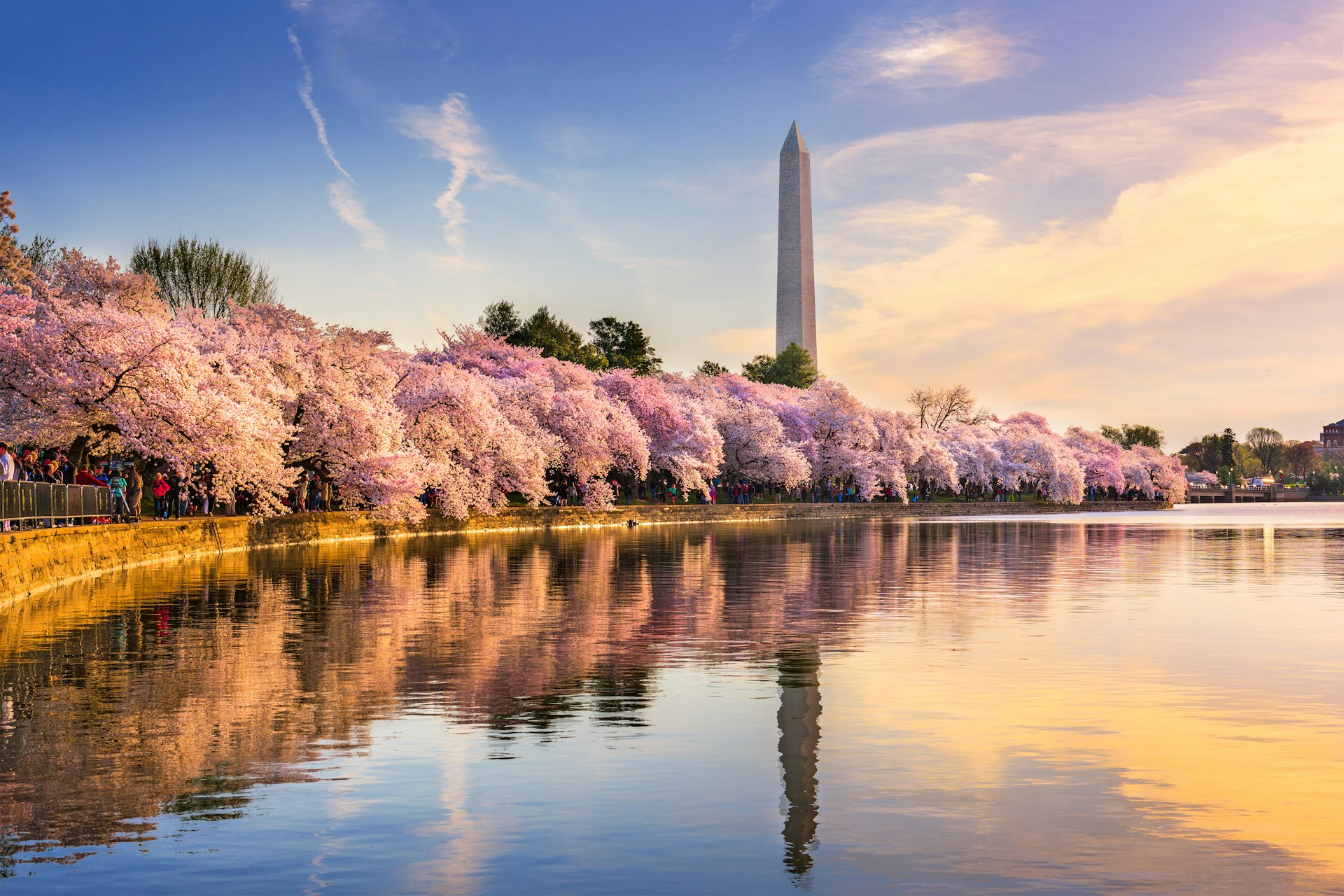 A body of water lined with cherry trees in full bloom. People admire their pink petals
