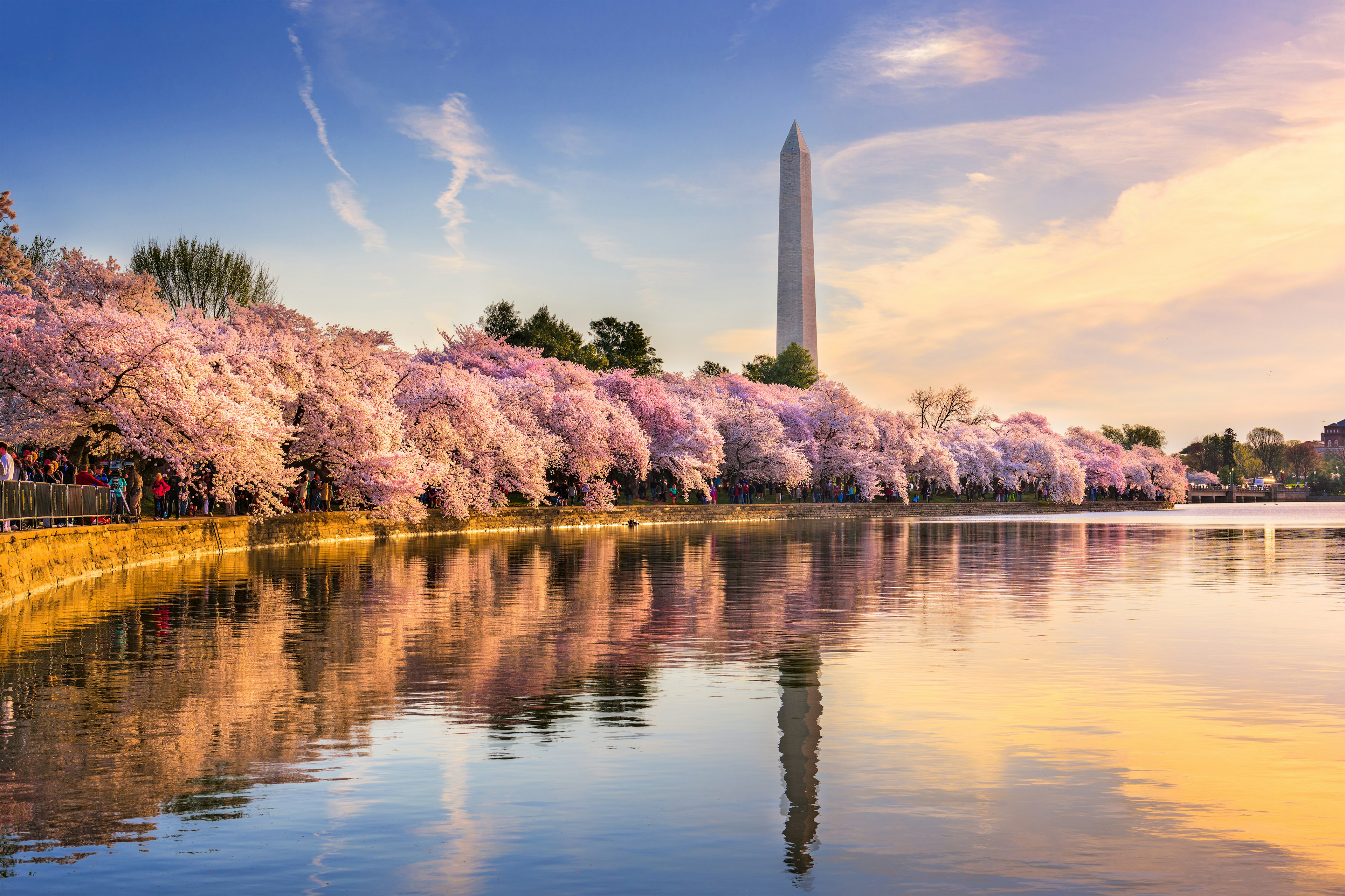 A body of water lined with cherry trees in full bloom. People admire their pink petals