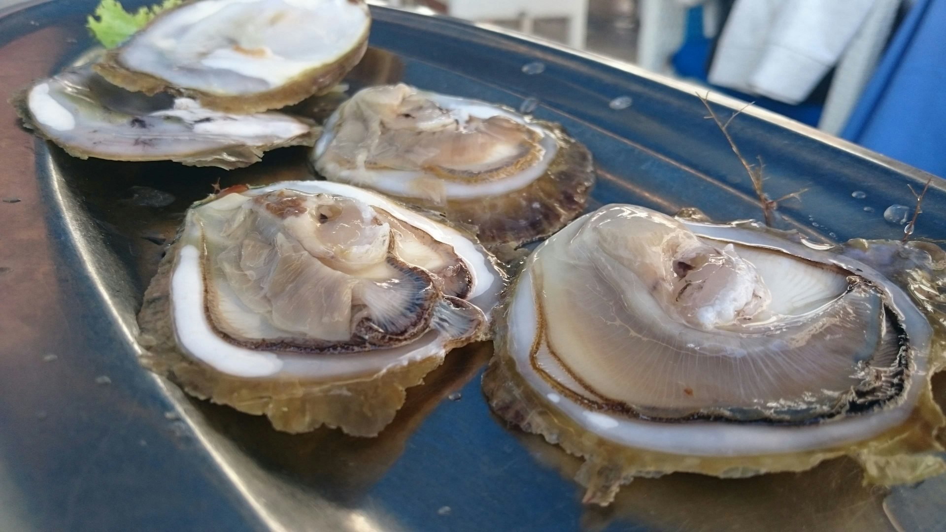 A plate of ston oysters in Kamenice in Croatia