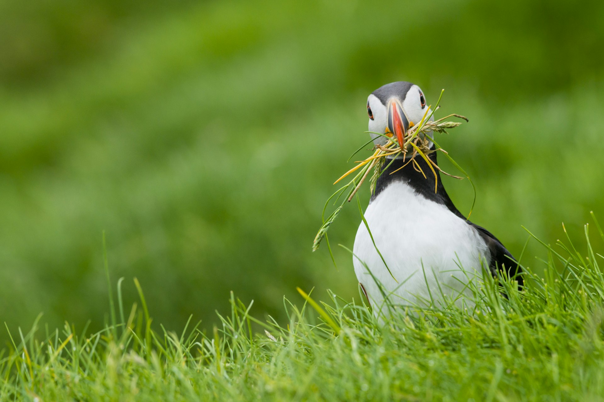 A puffin holding a tuft of grass in its beak, in a bright green landscape.