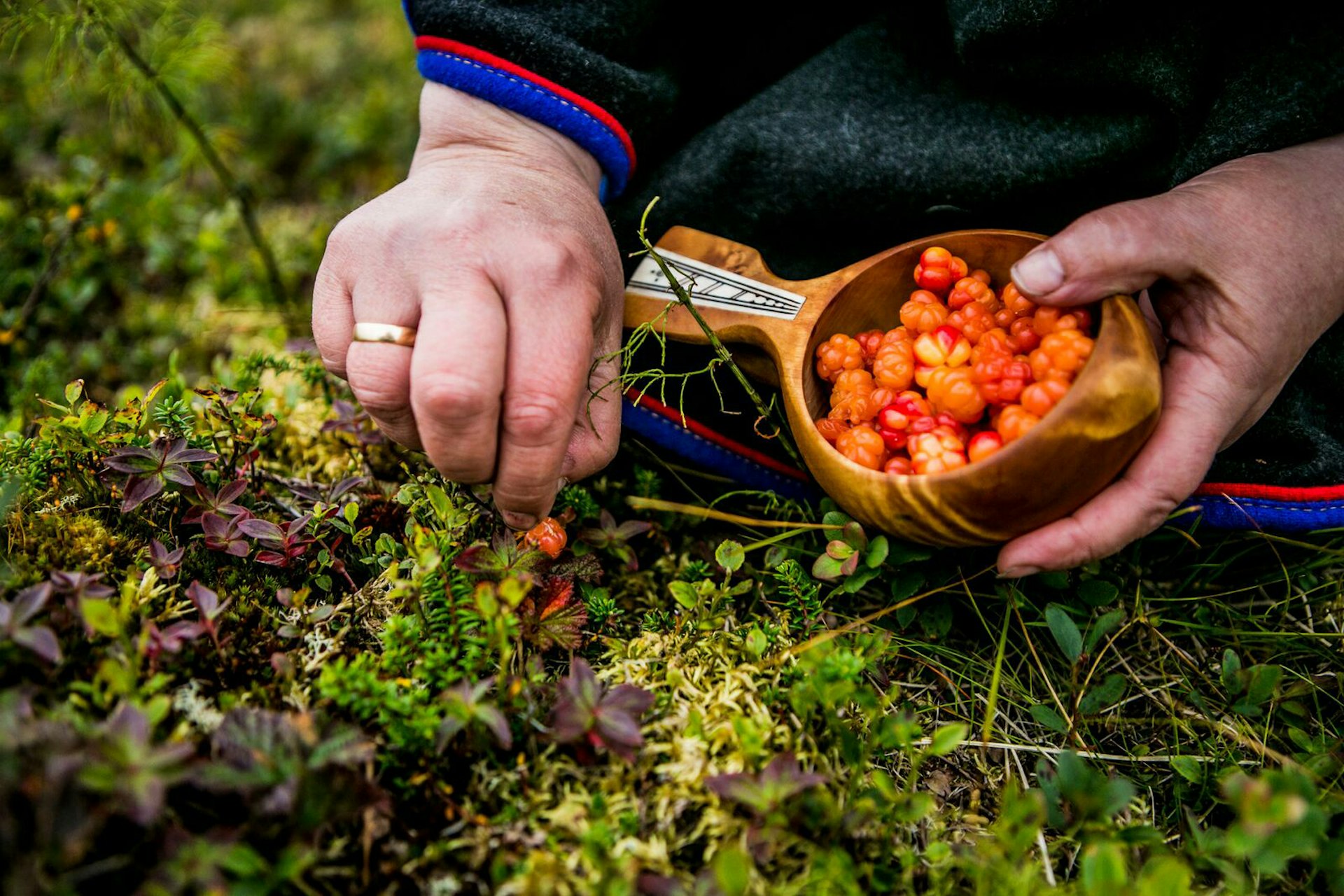 A Sami woman collecting cloudberries in Norway