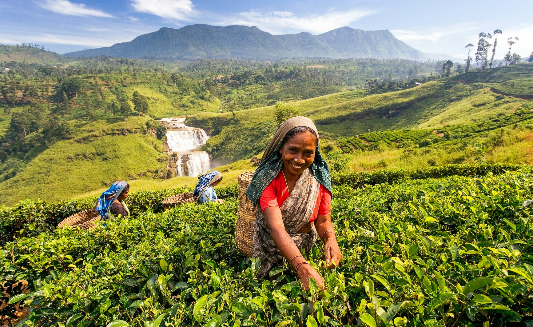 Workers pick tea in a field near Nuwara Eliya, Sri Lanka