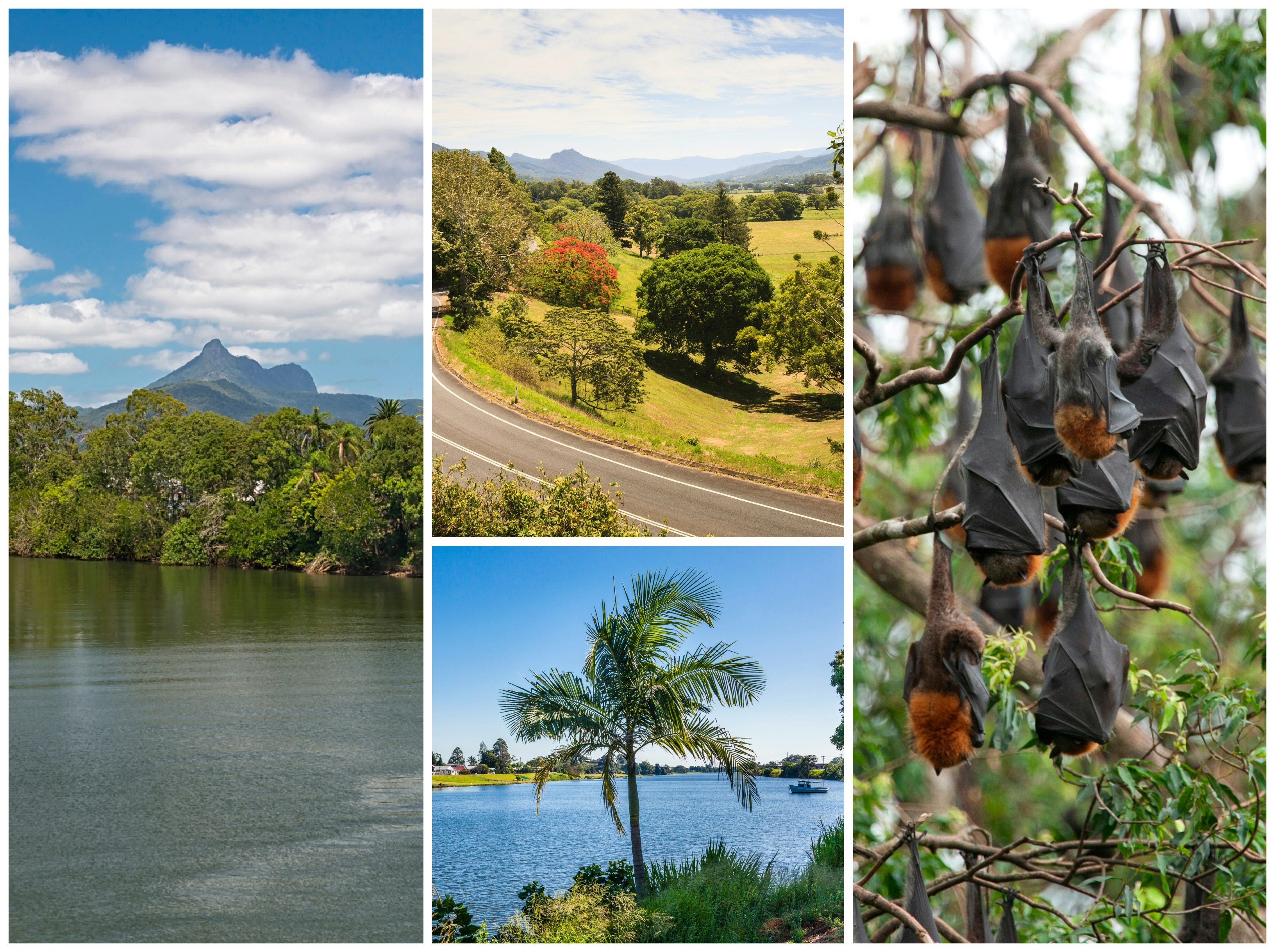Shots of bats sleeping upside down and images of lakes and lush, country roads in the Tweed, NSW