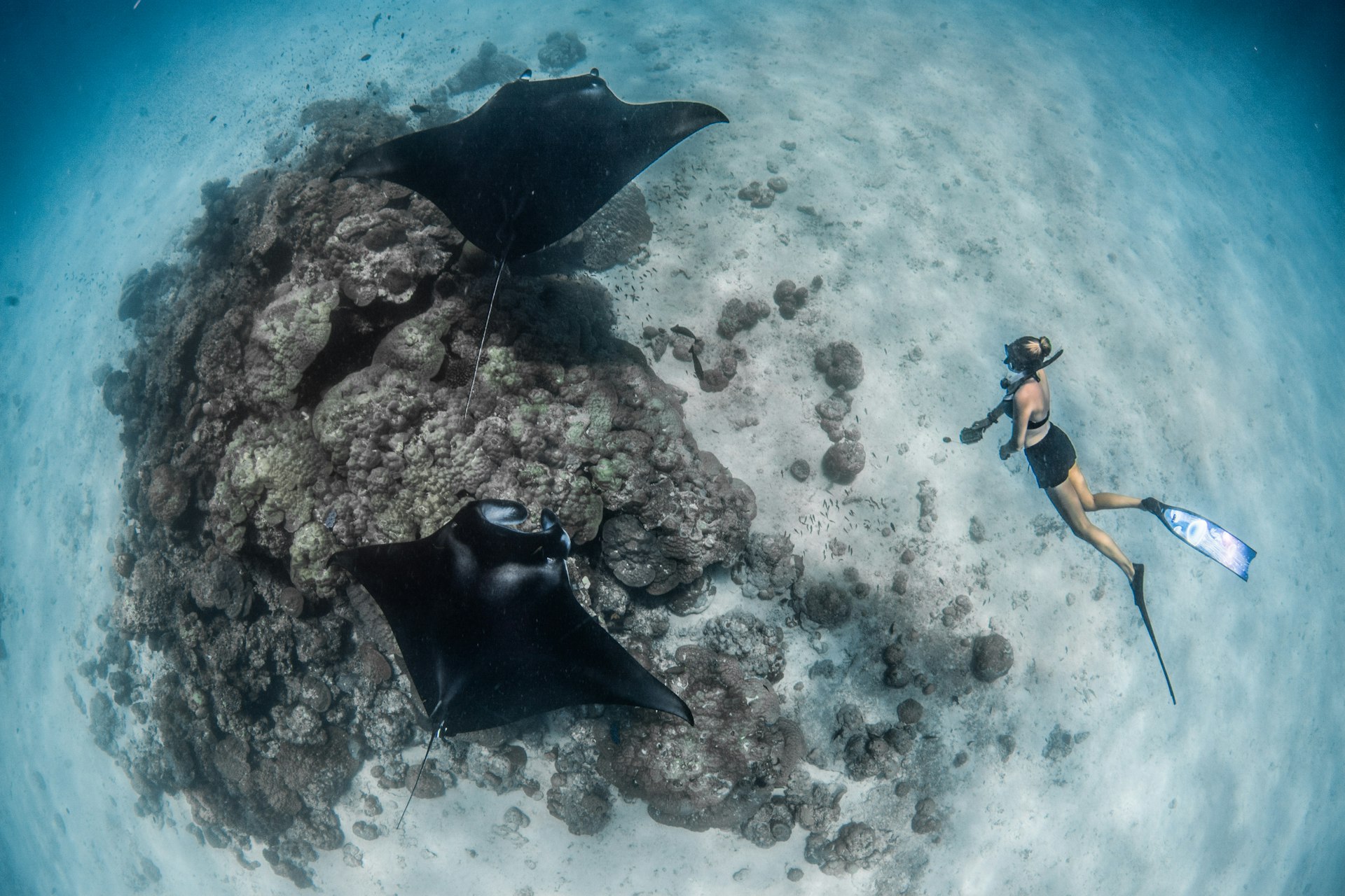 A snorkeler gets close to two huge manta rays in the Maldives